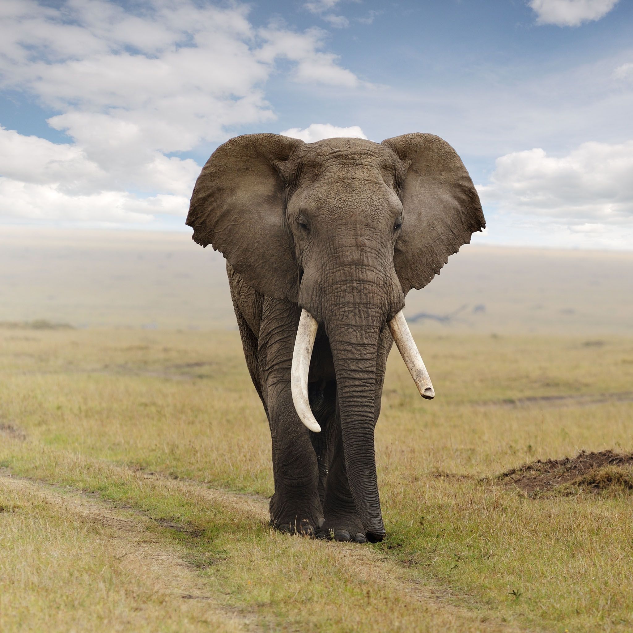 A full-sized elephant can lift objects of around 500 pounds with ...