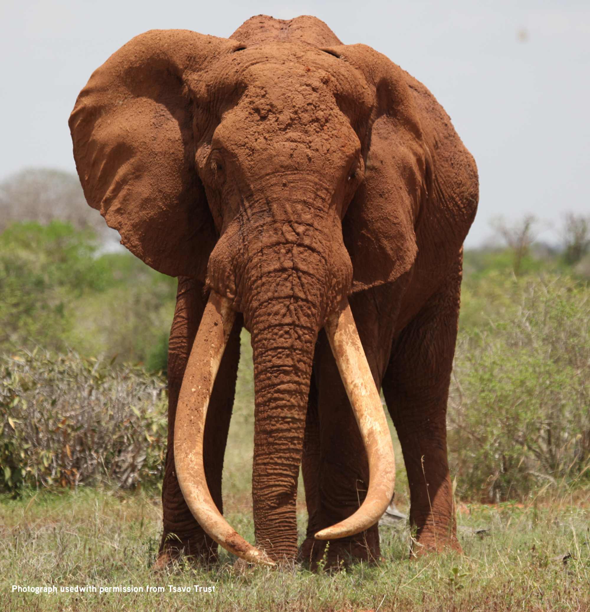 Giant elephant photo