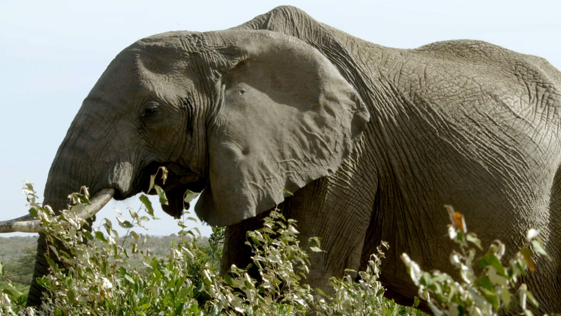 Baby Elephant Learns From the Elders - Destination Wild Video ...