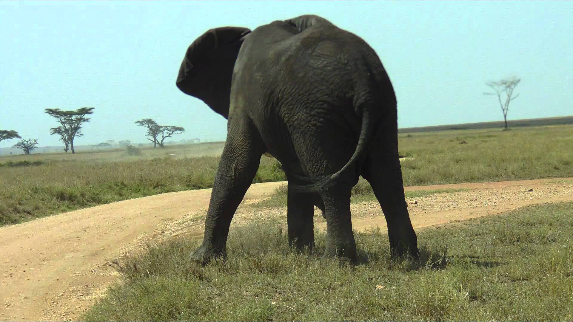 Giant Elephant - YouTube