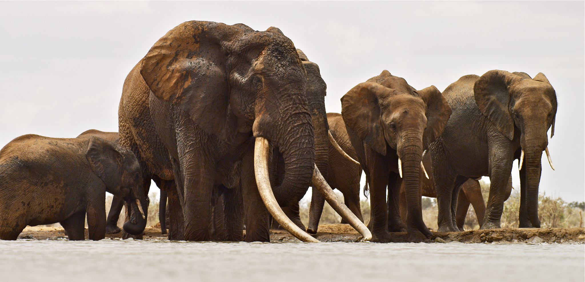 Beloved African Elephant Killed for Ivory—