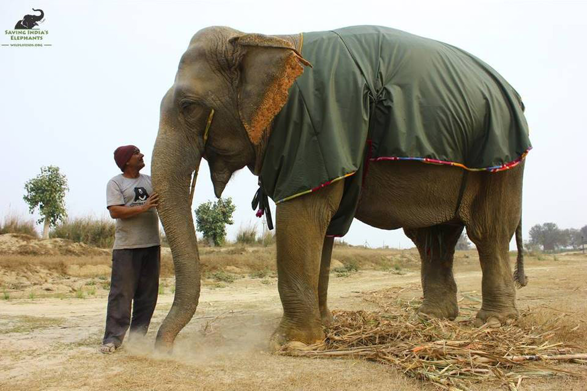 Villagers Knit Sweaters for Rescue Elephants in India | PEOPLE.com