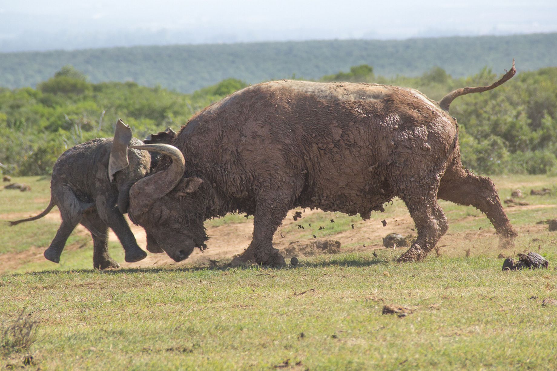 Mega2it: This Fight Between A Baby Elephant And A Giant African Buffalo. 