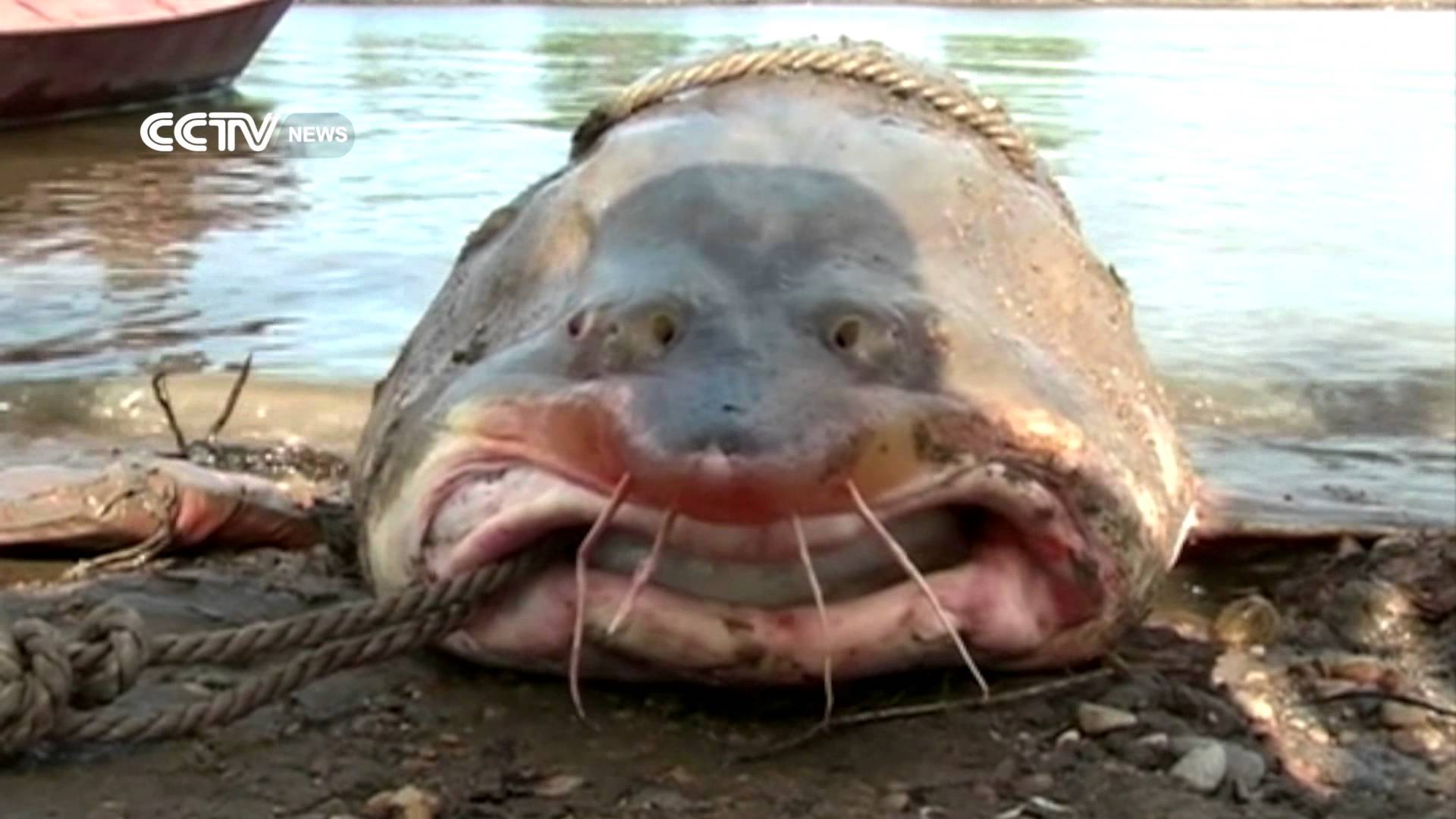 Fisherman catches rare, giant fish - YouTube