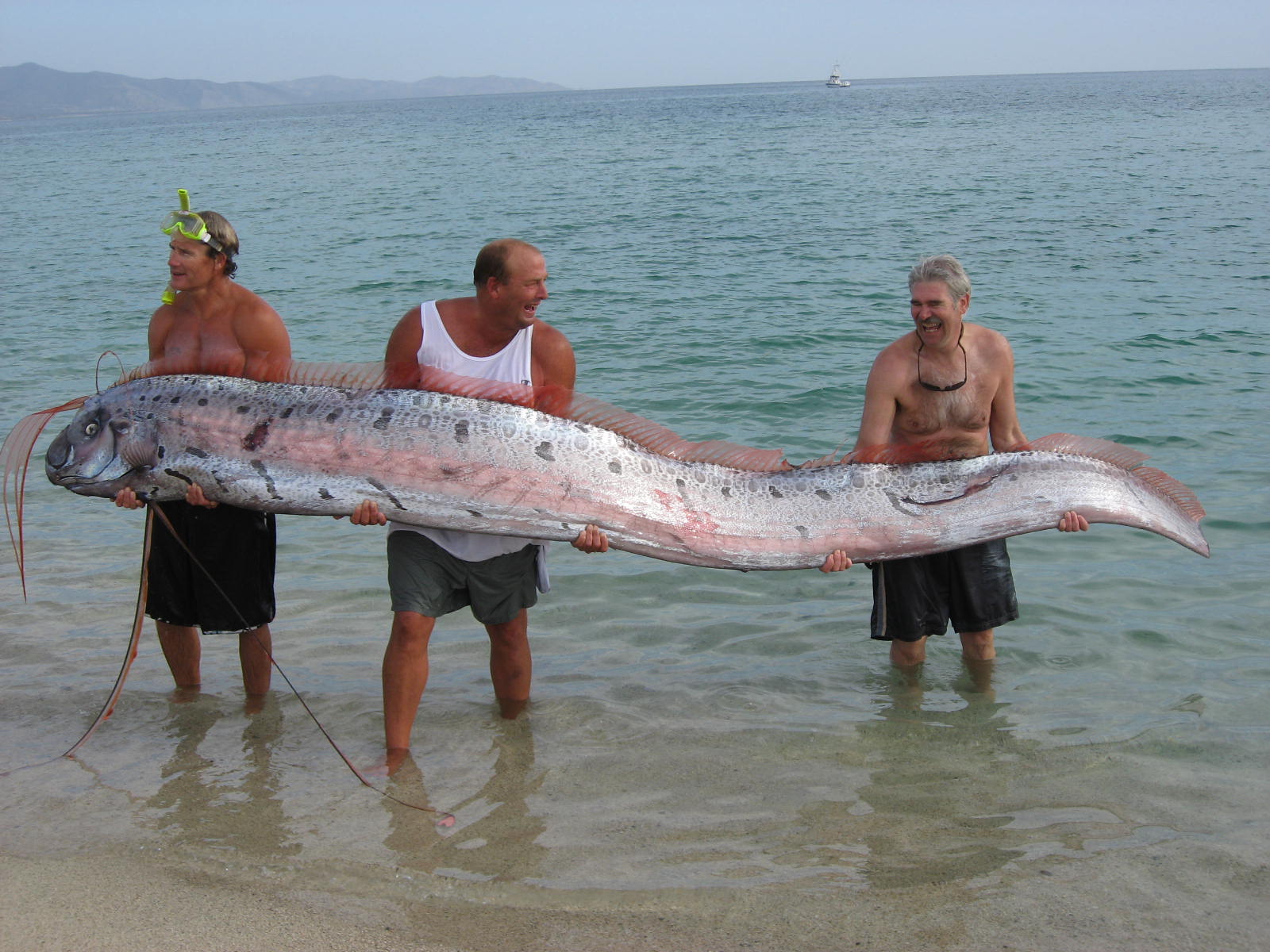 Photo of Giant Fish: Real or Hoax? - wafflesatnoon.com