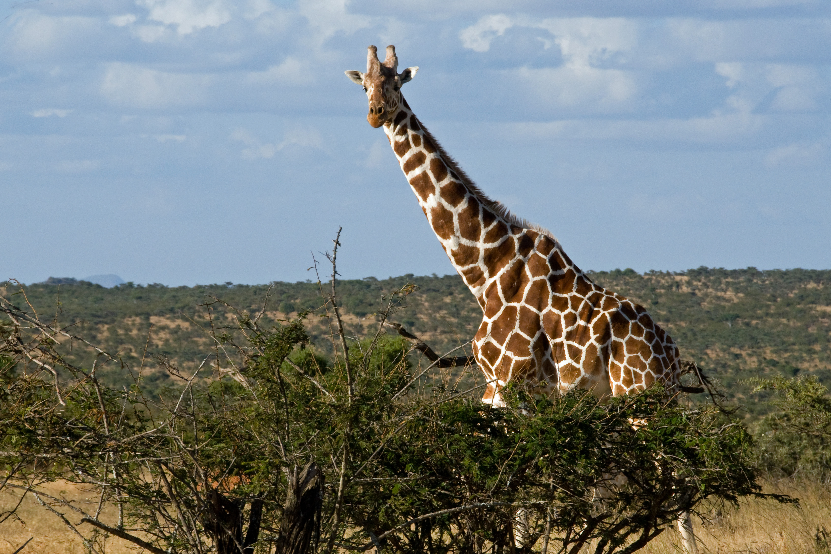 Giant giraffe photo