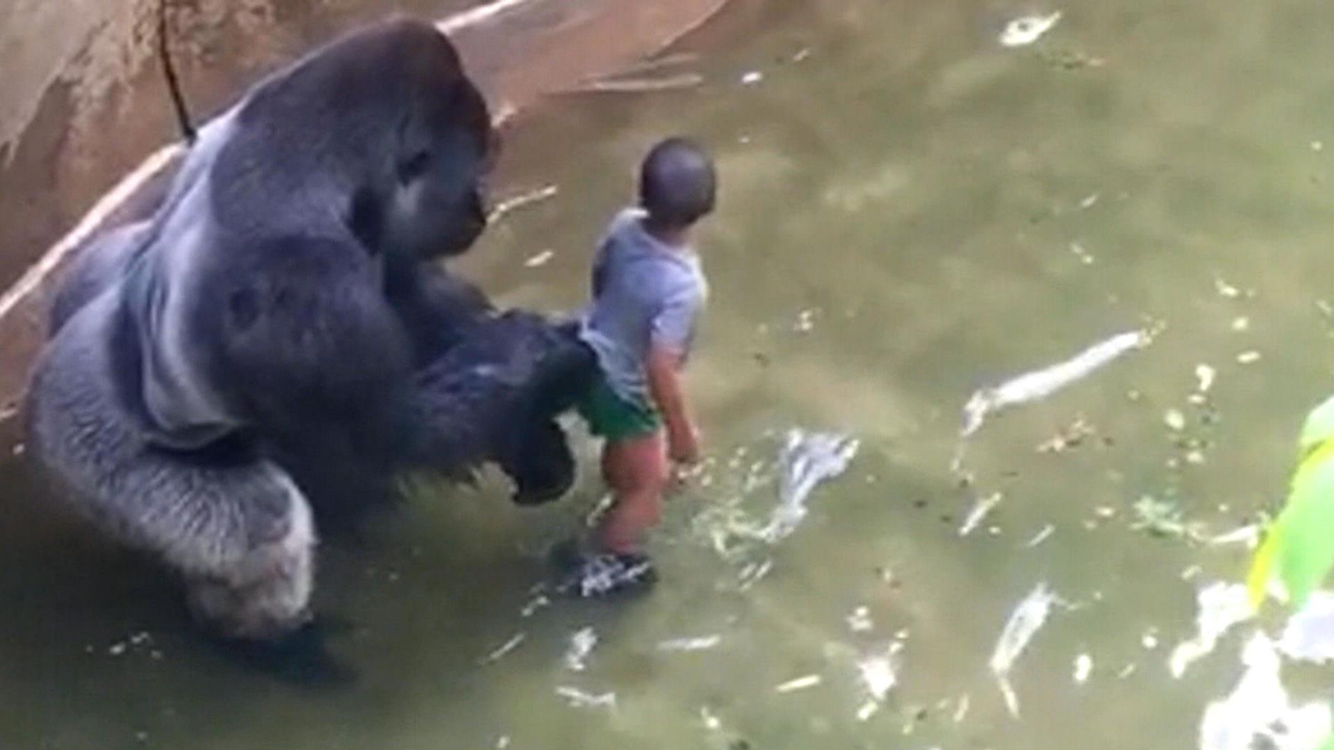 Giant gorilla is killed after boy slips into zoo enclosure - TODAY.com