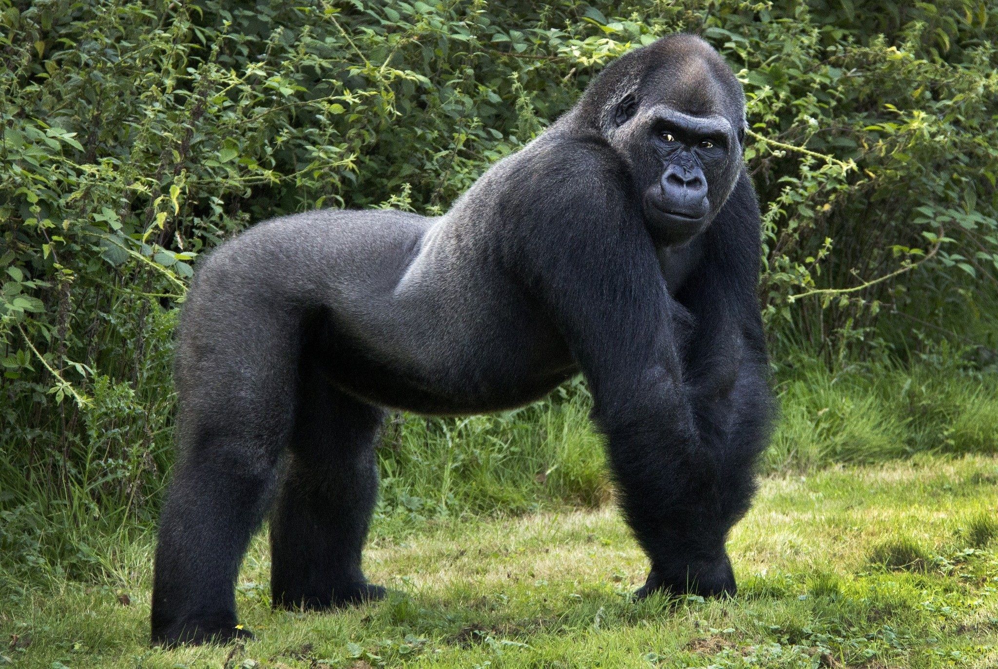 the-giant-gorilla-orangutan-750440-2048x1372.jpg (2048×1372 ...