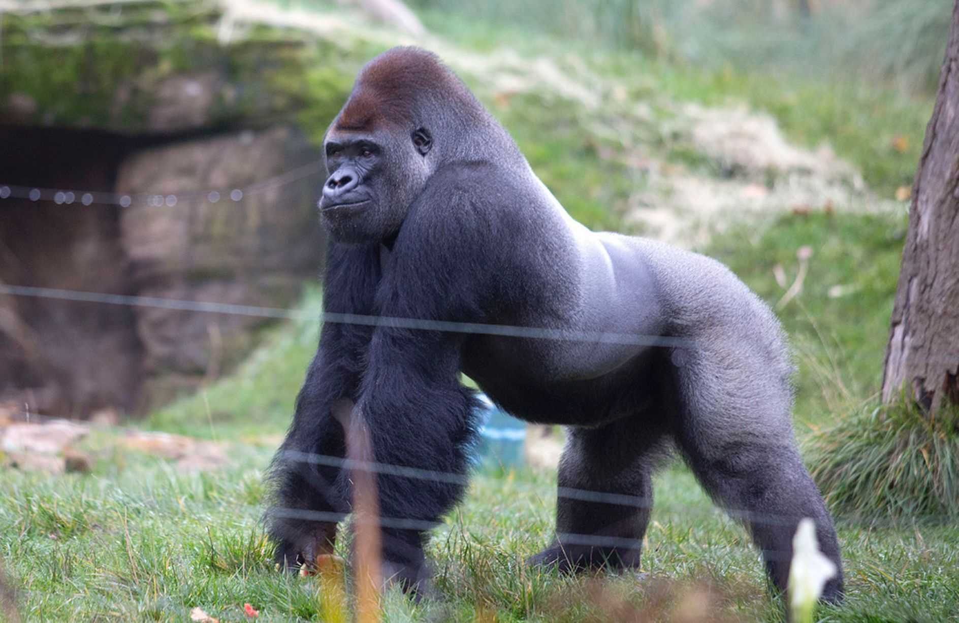 Pictured: Giant silverback gorilla celebrates his 16th birthday with ...