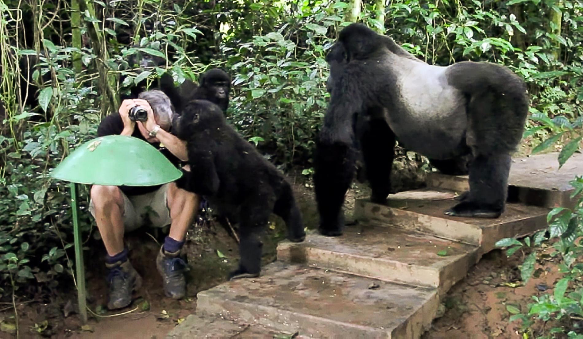 Wild Gorillas Groom U.S. Tourist in Uganda