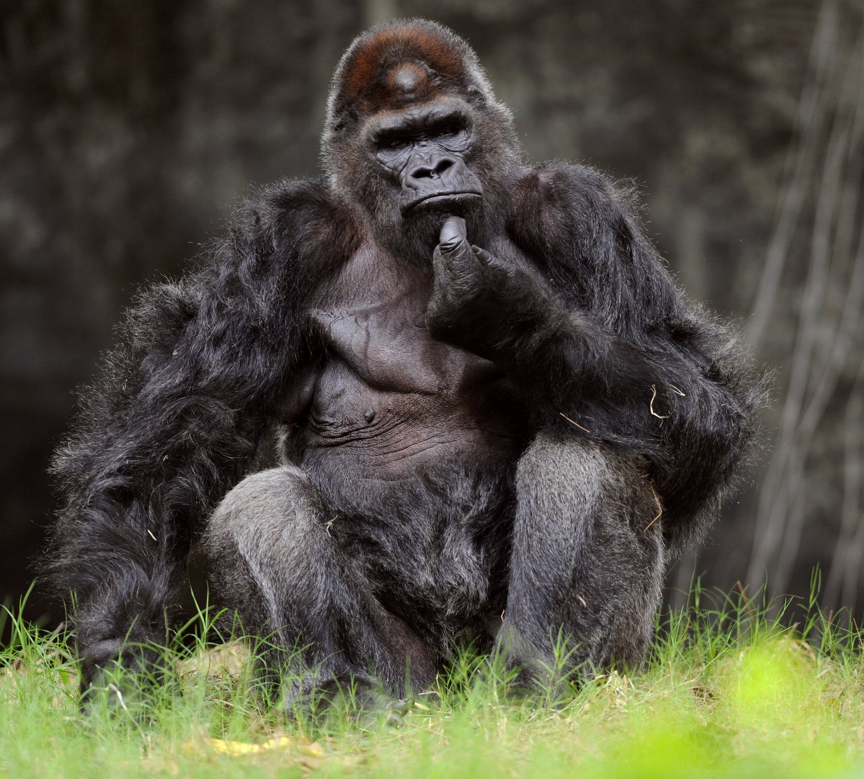 gorilla hand - Google Search | Gorillas! | Pinterest