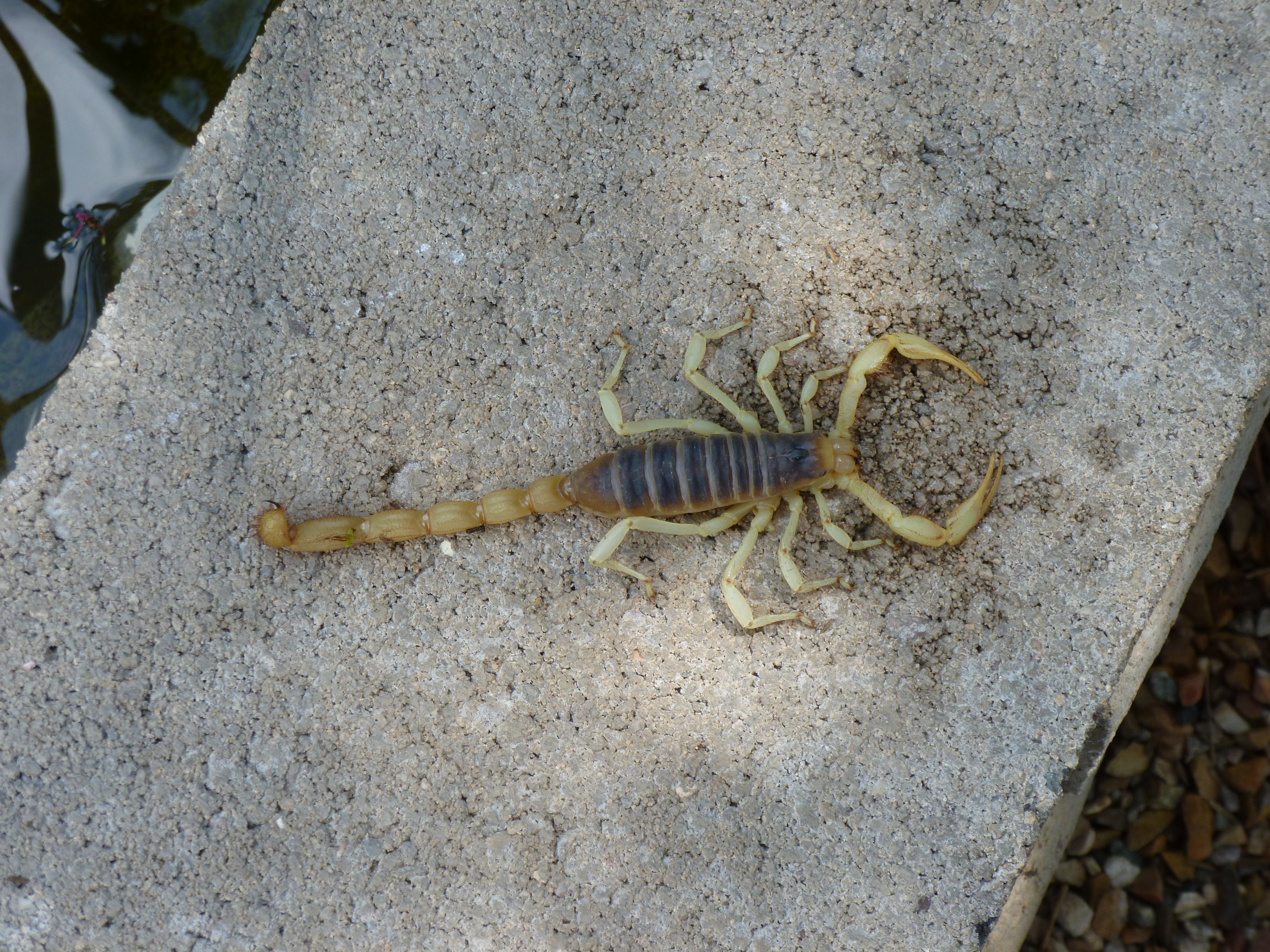 Giant Desert Hairy Scorpion – Largest scorpion in North America ...