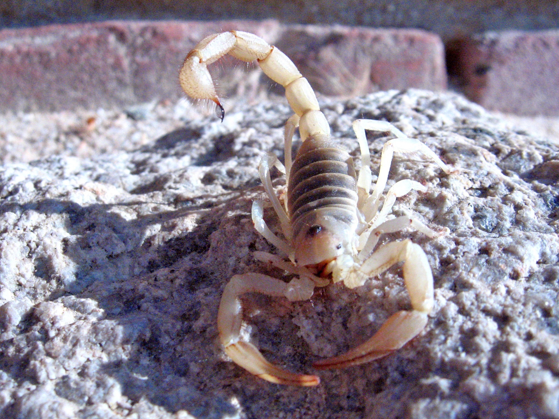 Giant hairy scorpion photo