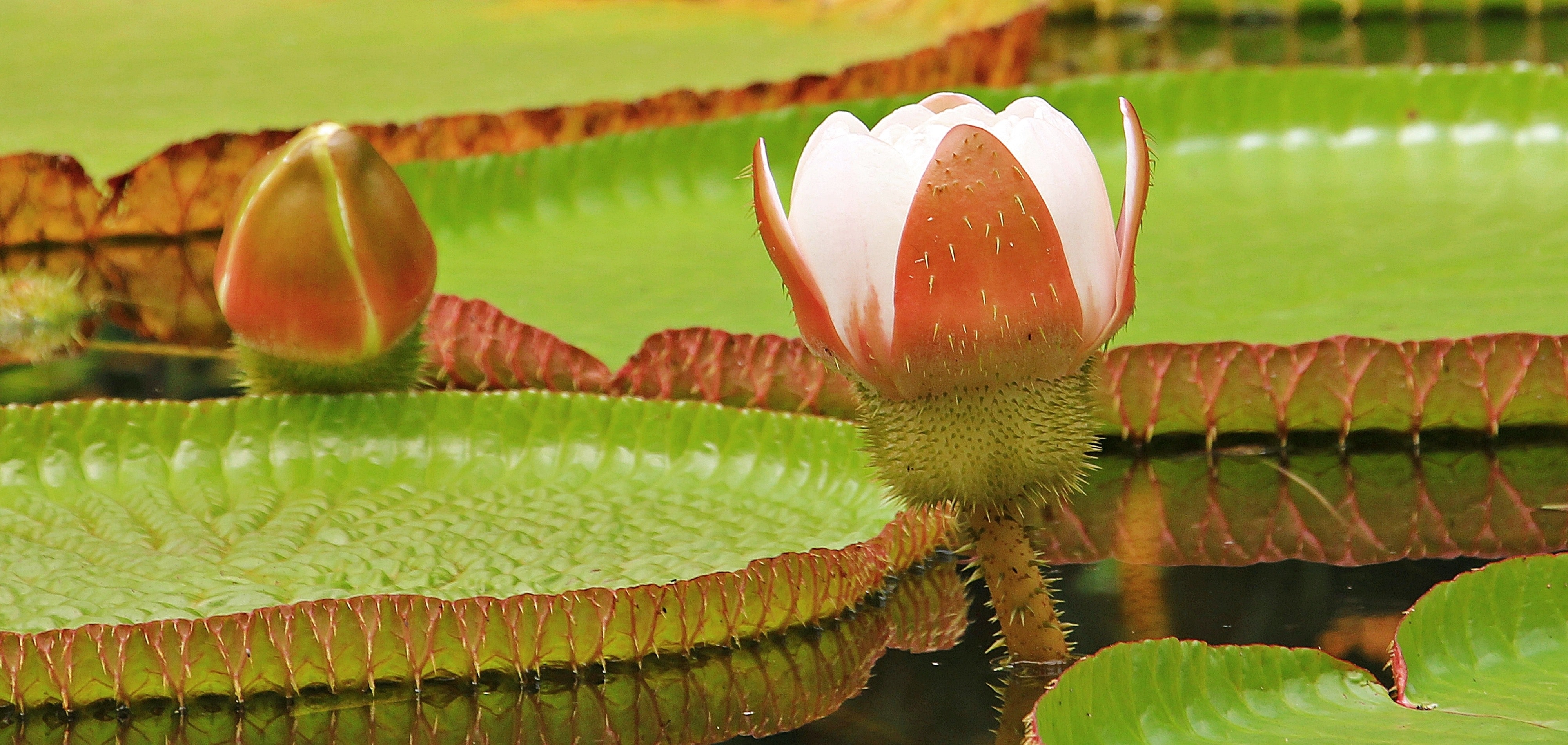 Free stock photo of amazon giant water lily, aquatic plants, biotope