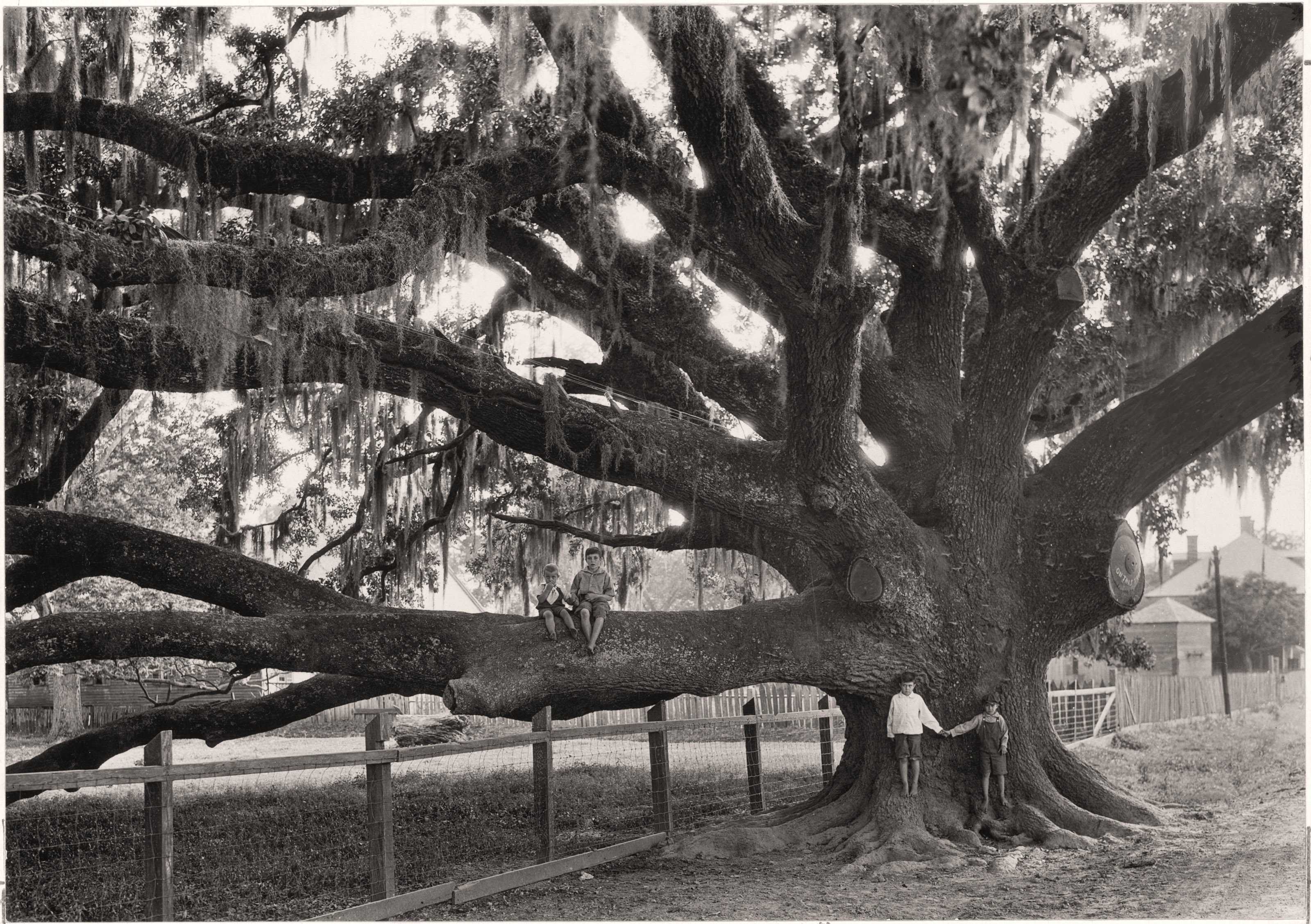 Children on a Giant Oak Tree, Louisiana, c. 1929, EDWIN L. WISHERD ...