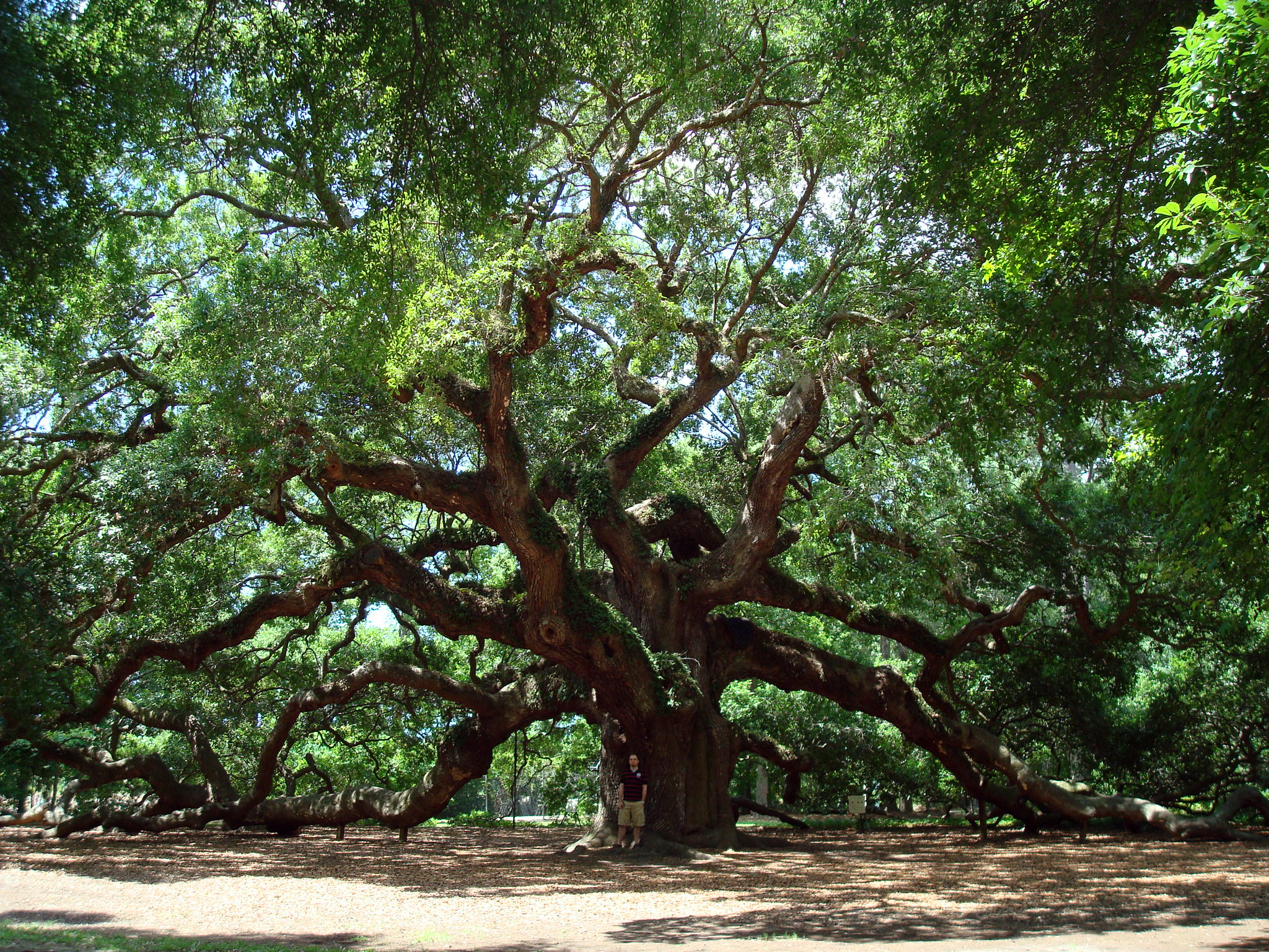 Angel Oak - Wikipedia