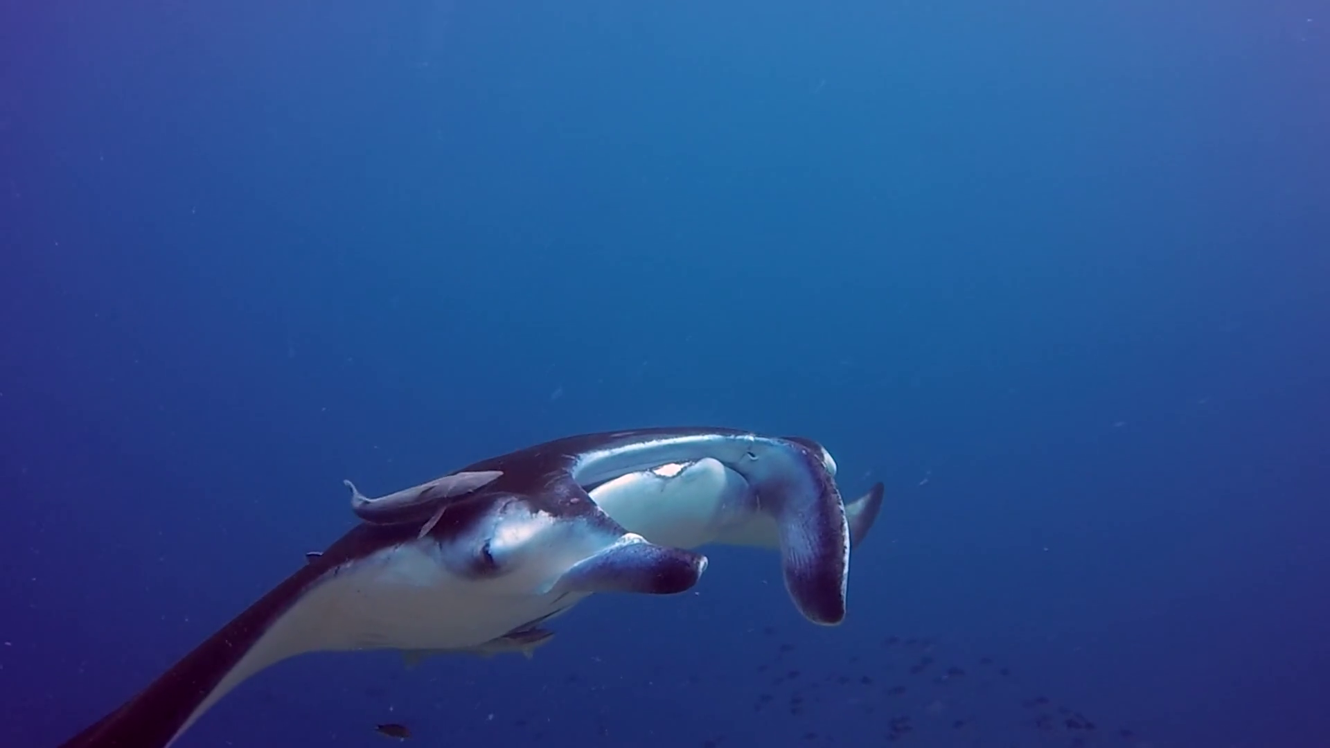 Giant manta ray relax on bottom view in ocean Maldives. Sea dweller ...