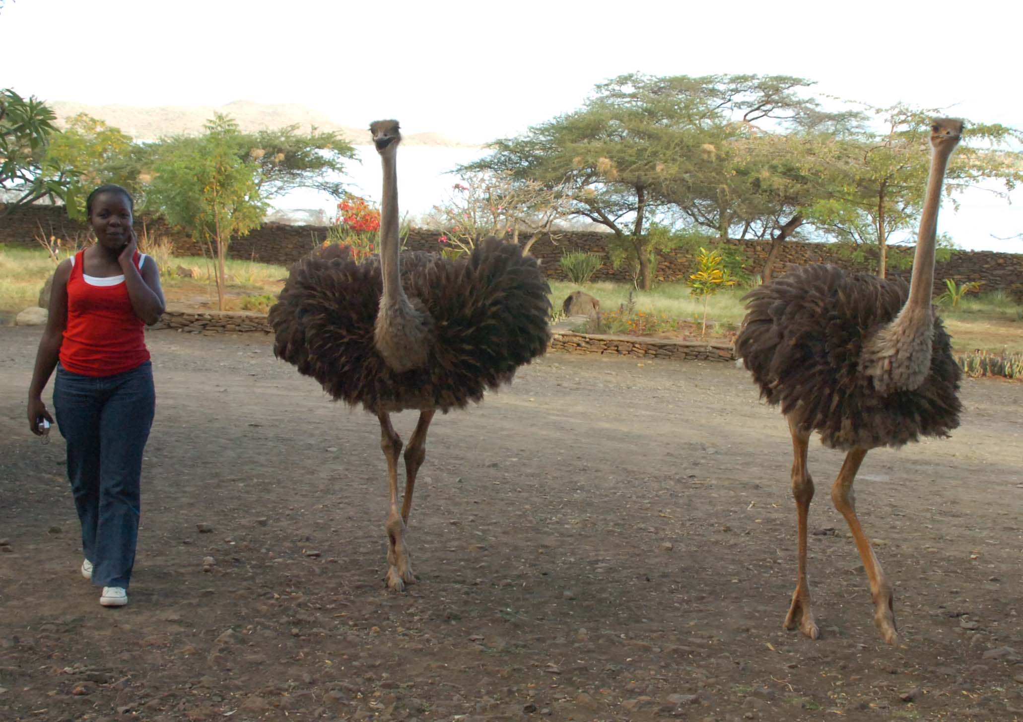 The Ostrich Experience | Travel Pace