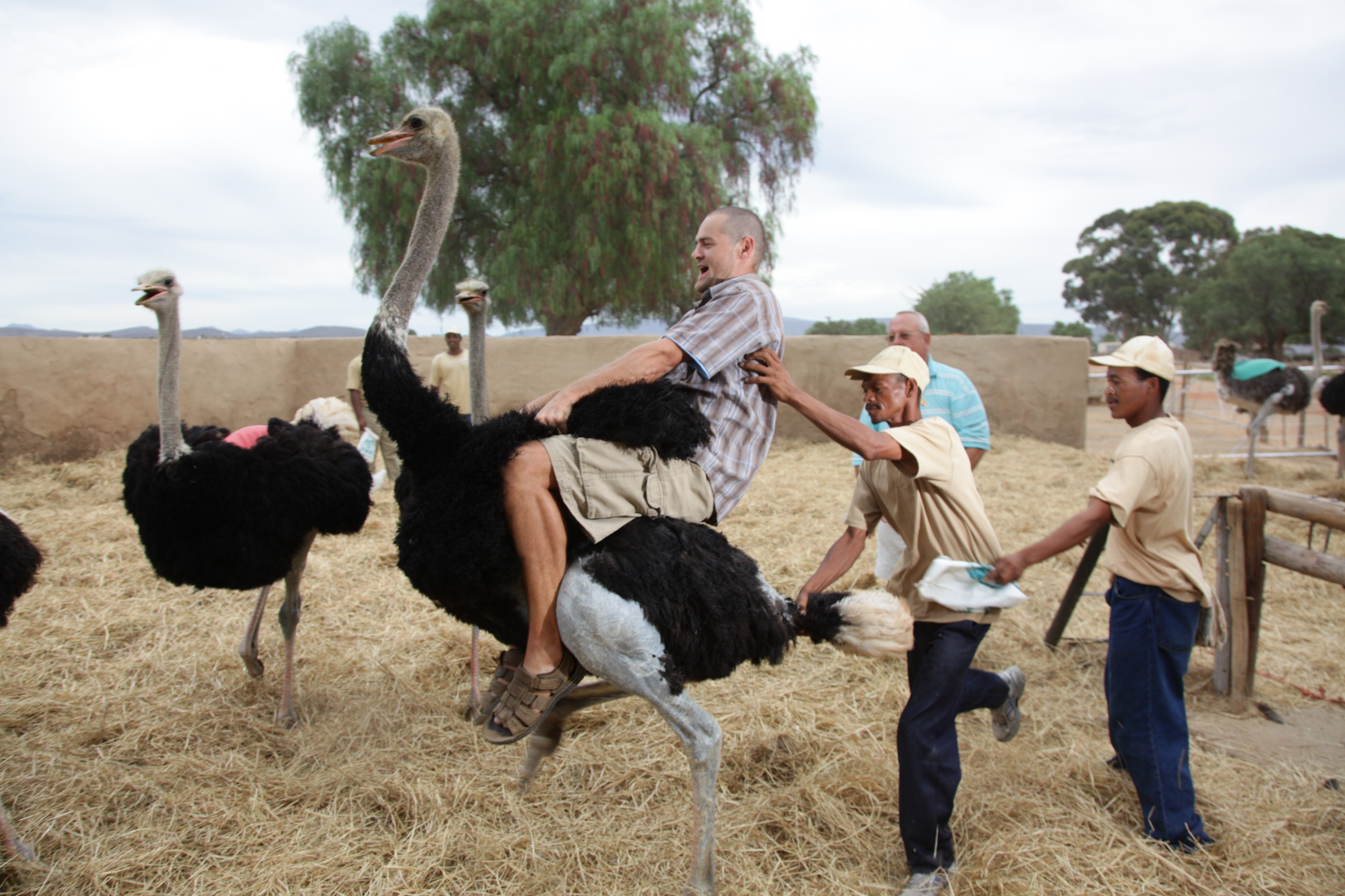 Animal of the day – 03/04/2014 – The Ostrich | Simba Nia's Blog