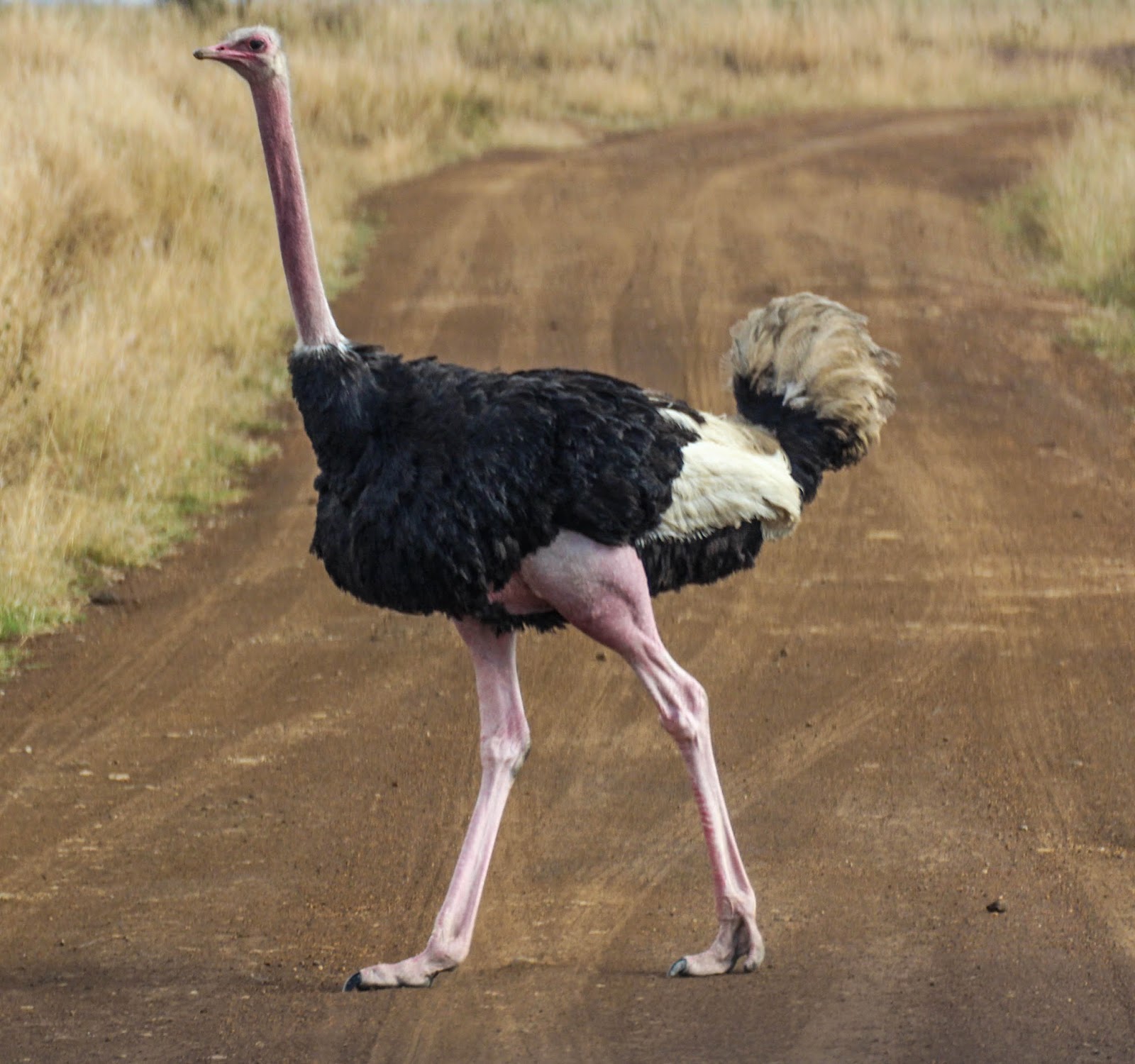Ostriches are scary motherfuckers - Album on Imgur
