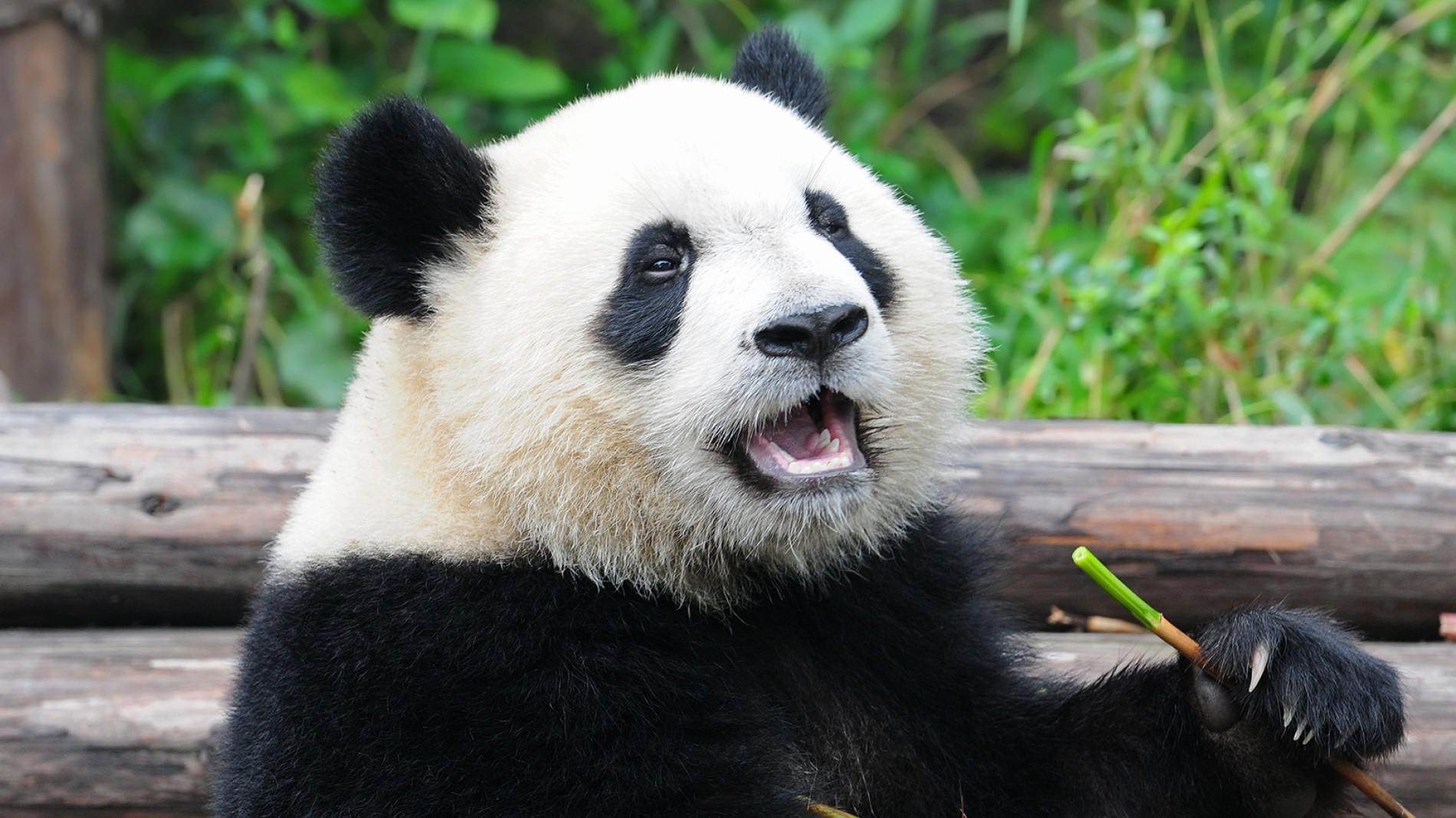 Giant panda photo