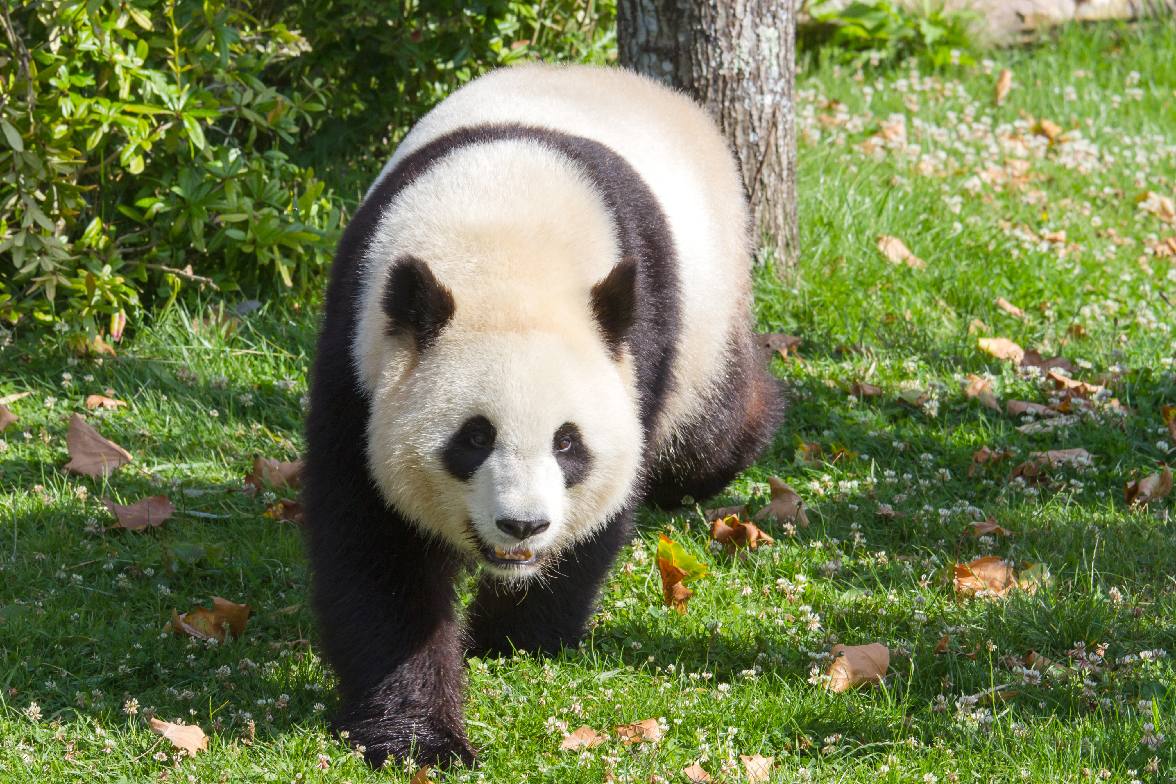 Giant panda photo