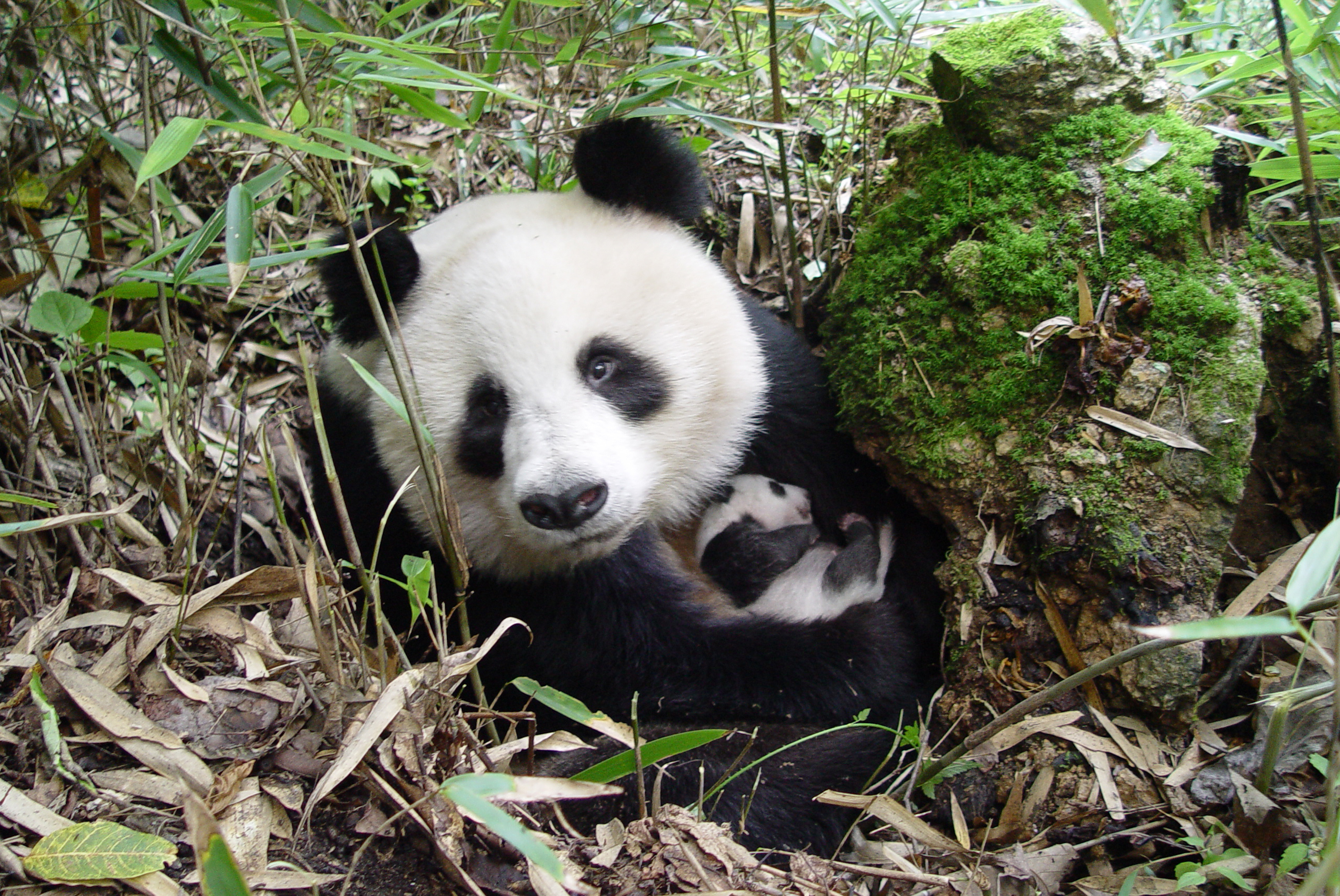 Giant panda no longer endangered, but iconic species still at risk ...