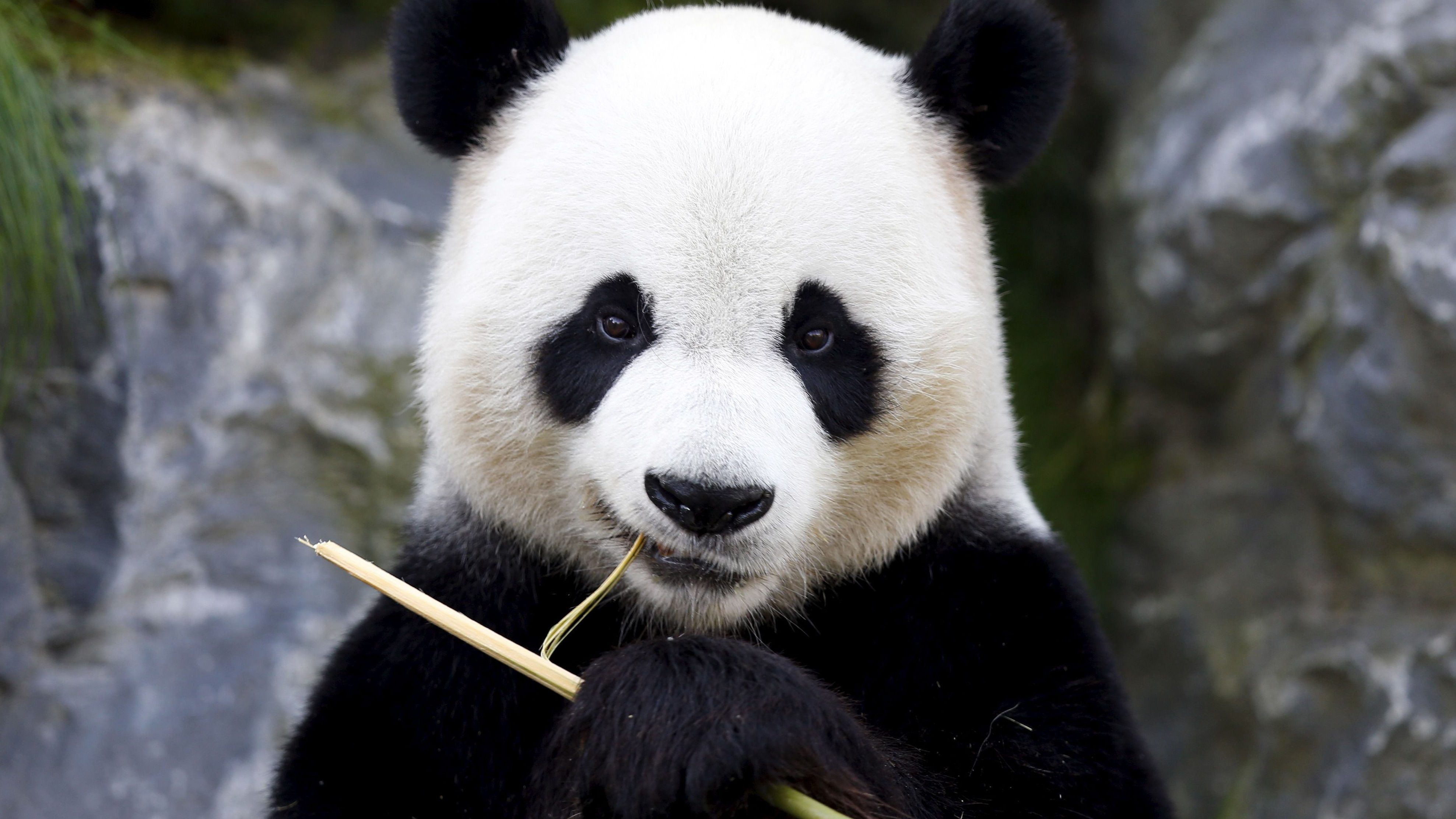 Scientists puzzled by pandas' black eye patches turning white — Quartz