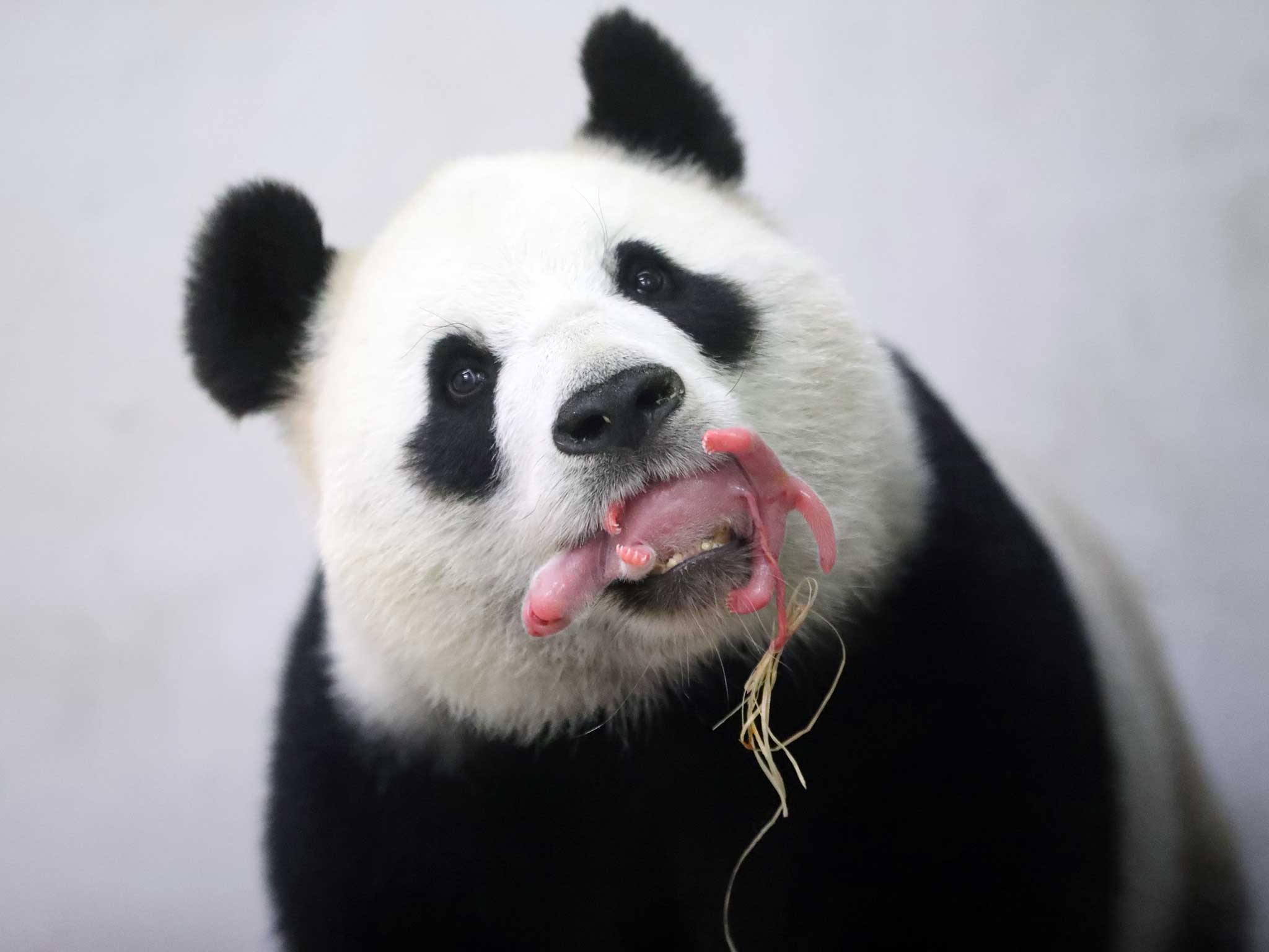 Giant Panda--Ren - 2016-17 Endangered Species