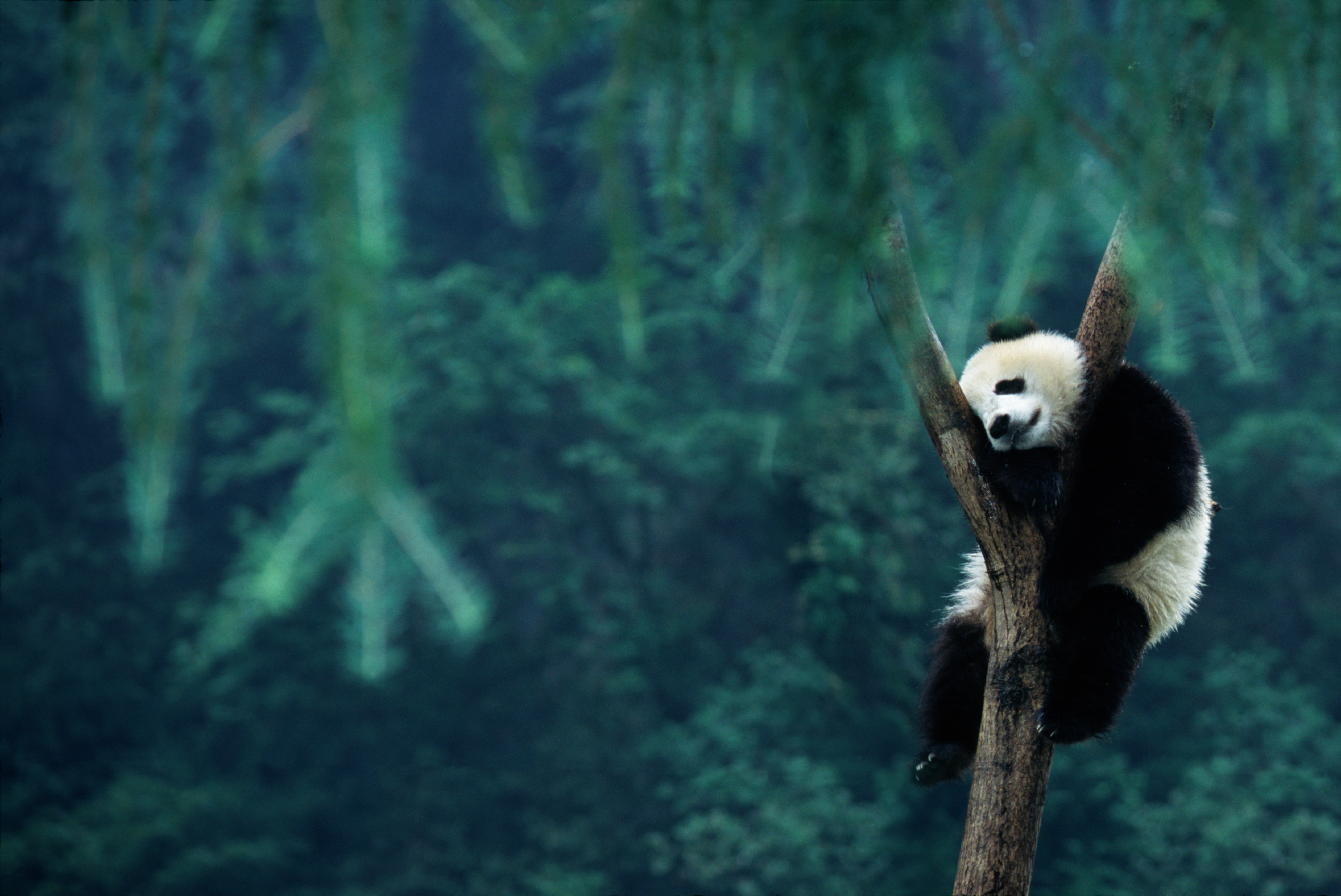 The Giant Panda Is No Longer an Endangered Species | Fortune