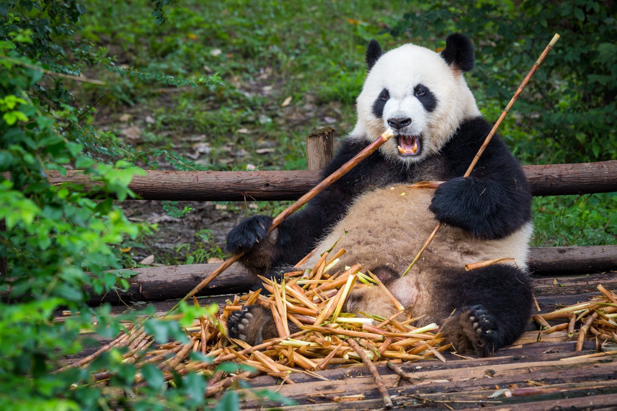 China has announced plans for a huge giant panda reserve