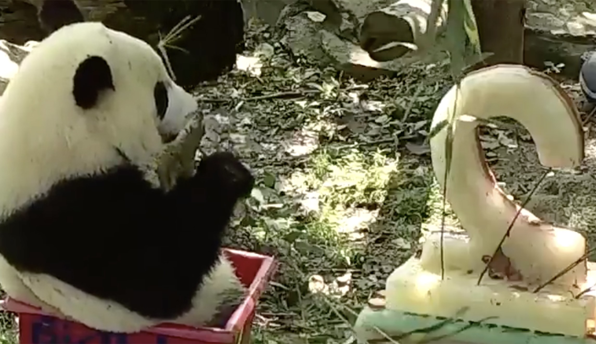 Bei Bei, the National Zoo's giant panda cub, celebrates second birthday