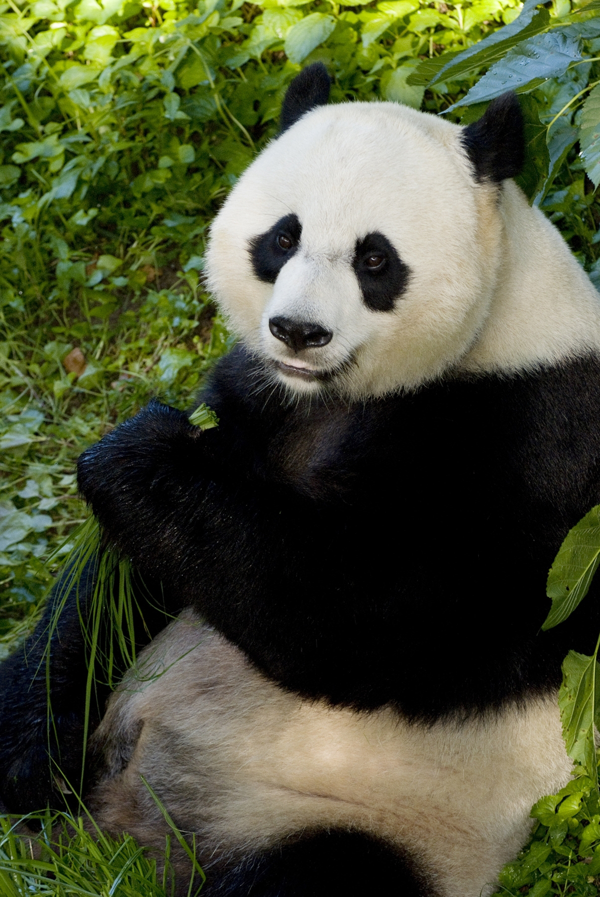 Female Giant Panda's Hormones Rising at the National Zoo | Newsdesk
