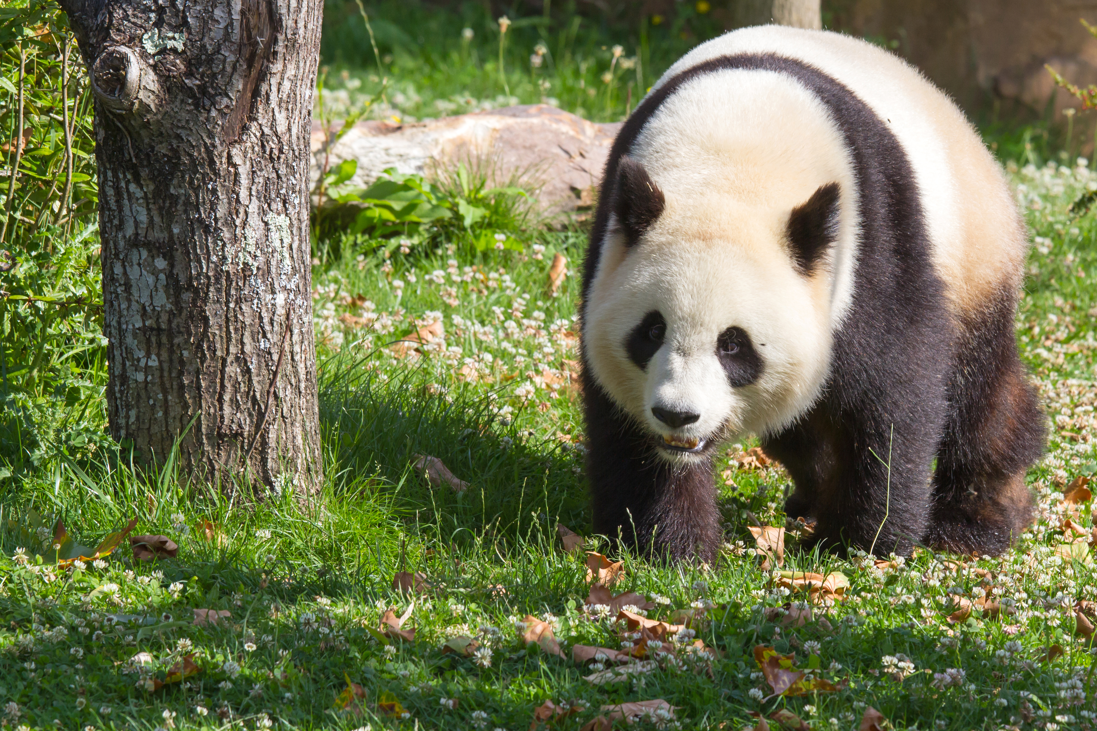 Где живет панда на каком. Панда. Большие панды. Интересные факты о большой панде. Большая Панда или бамбуковый медведь.