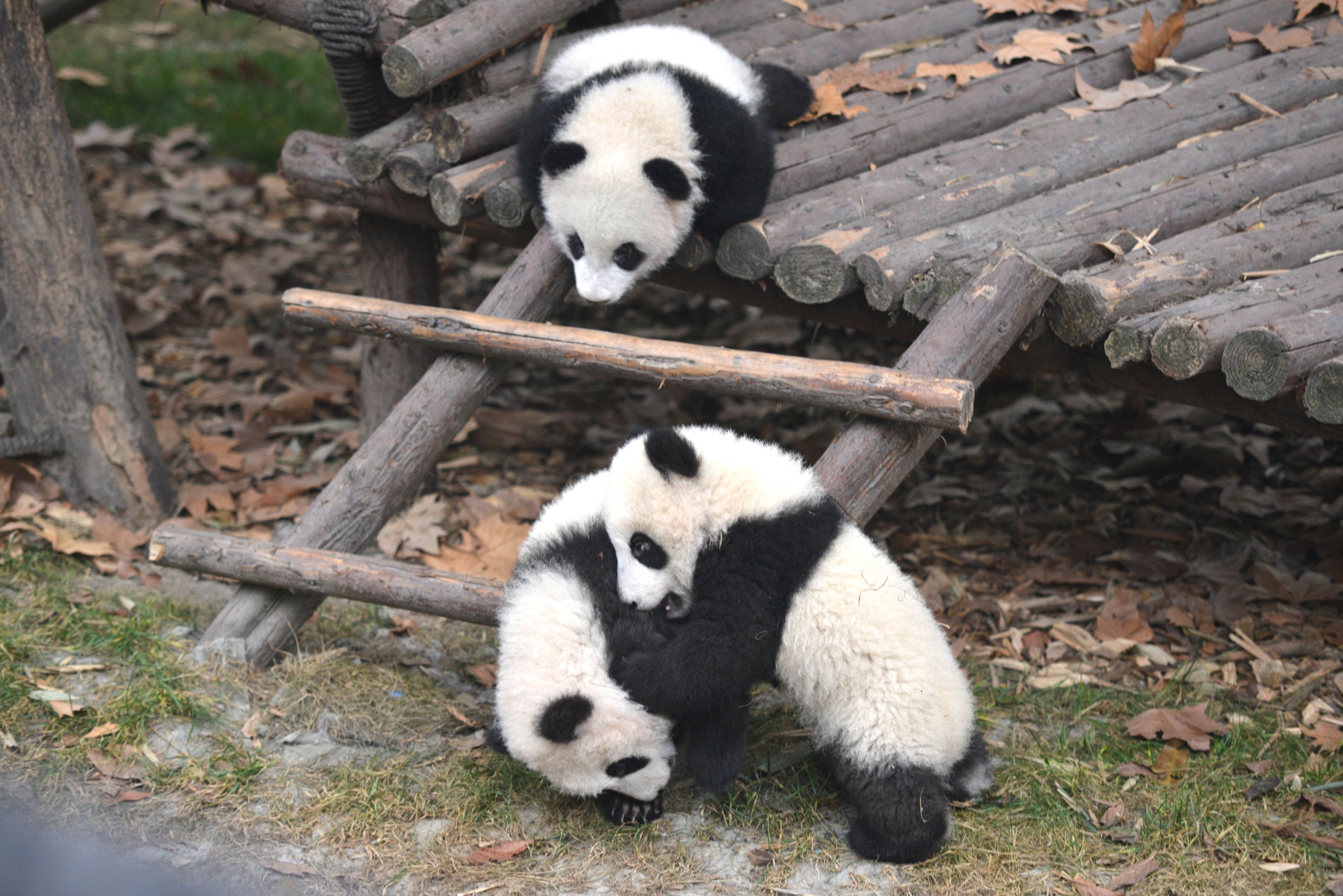 Панда детеныш москва. Сычуань Чэнду панды. Чэнду Панда парк. Китай Chengdu панды. Панда Звездочка в Чэнду.