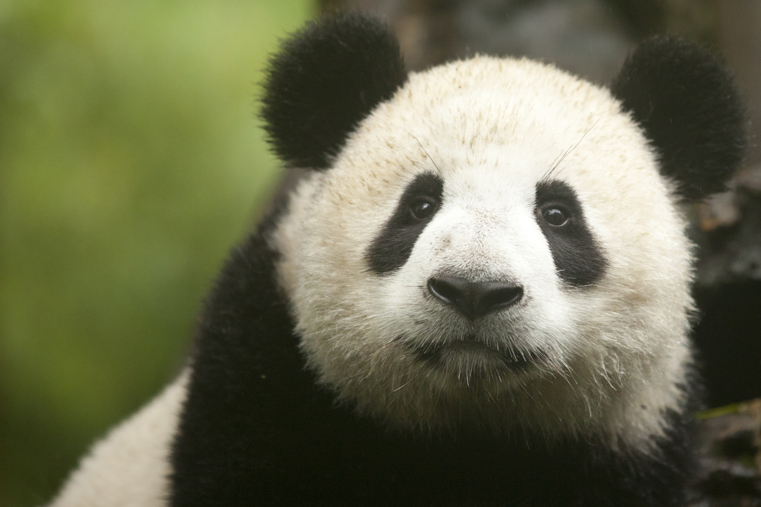 Adventure Collection | China Panda Tourism Warms Hearts and Furthers ...
