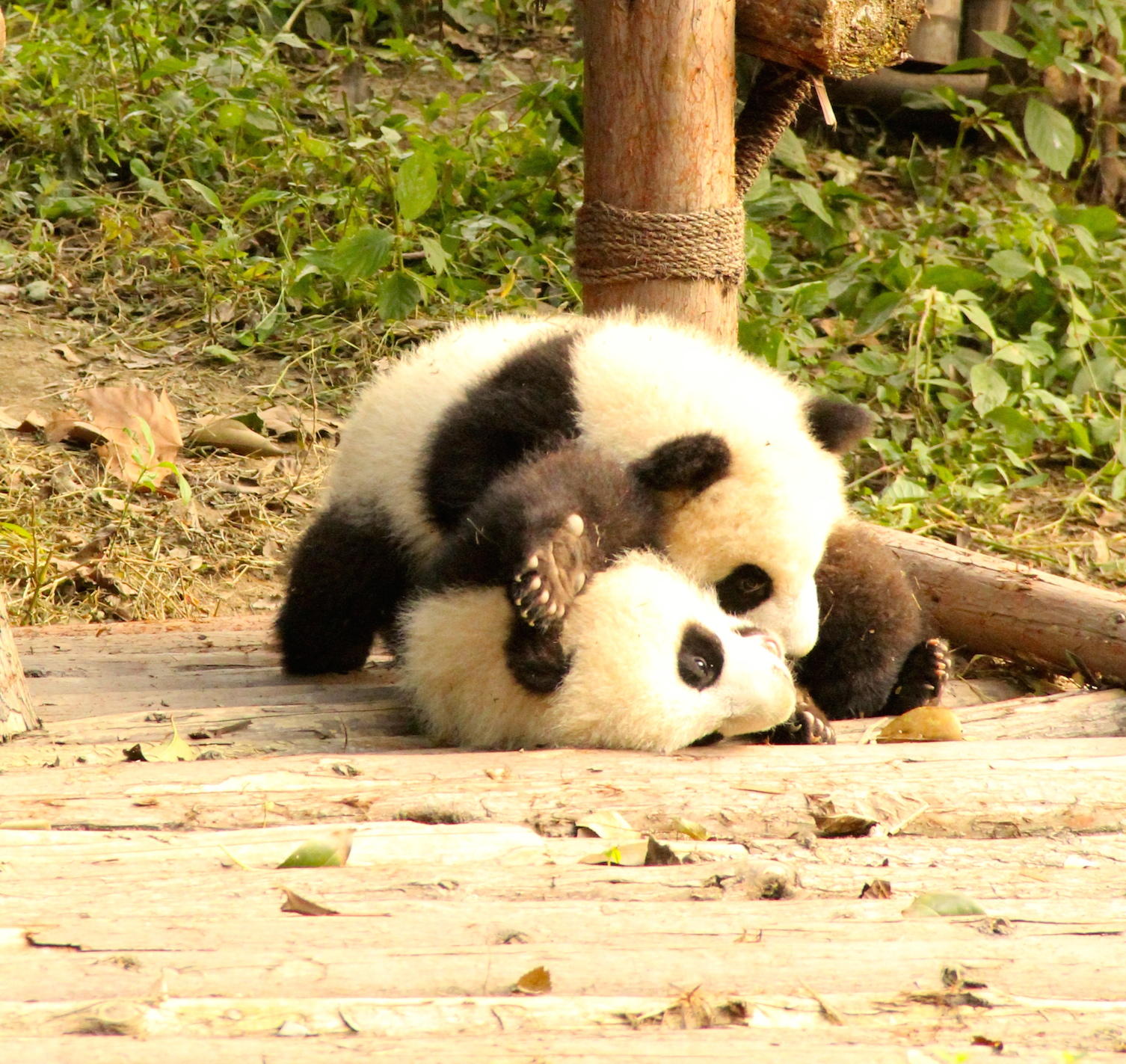 Giant Panda Research facility in Chengdu China explored | KCBX