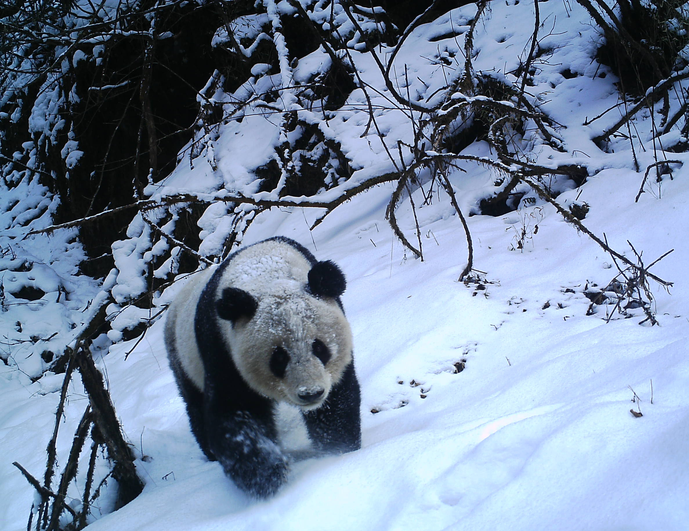 A peek at the secret life of pandas | Center for Systems Integration ...