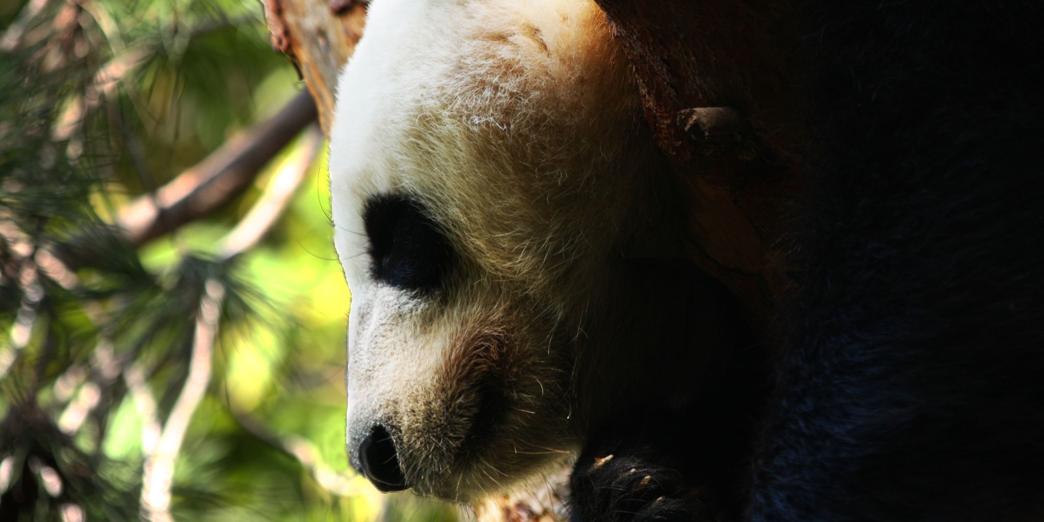 Panda Almost Kills Guy Who Jumped Into His Zoo Enclosure