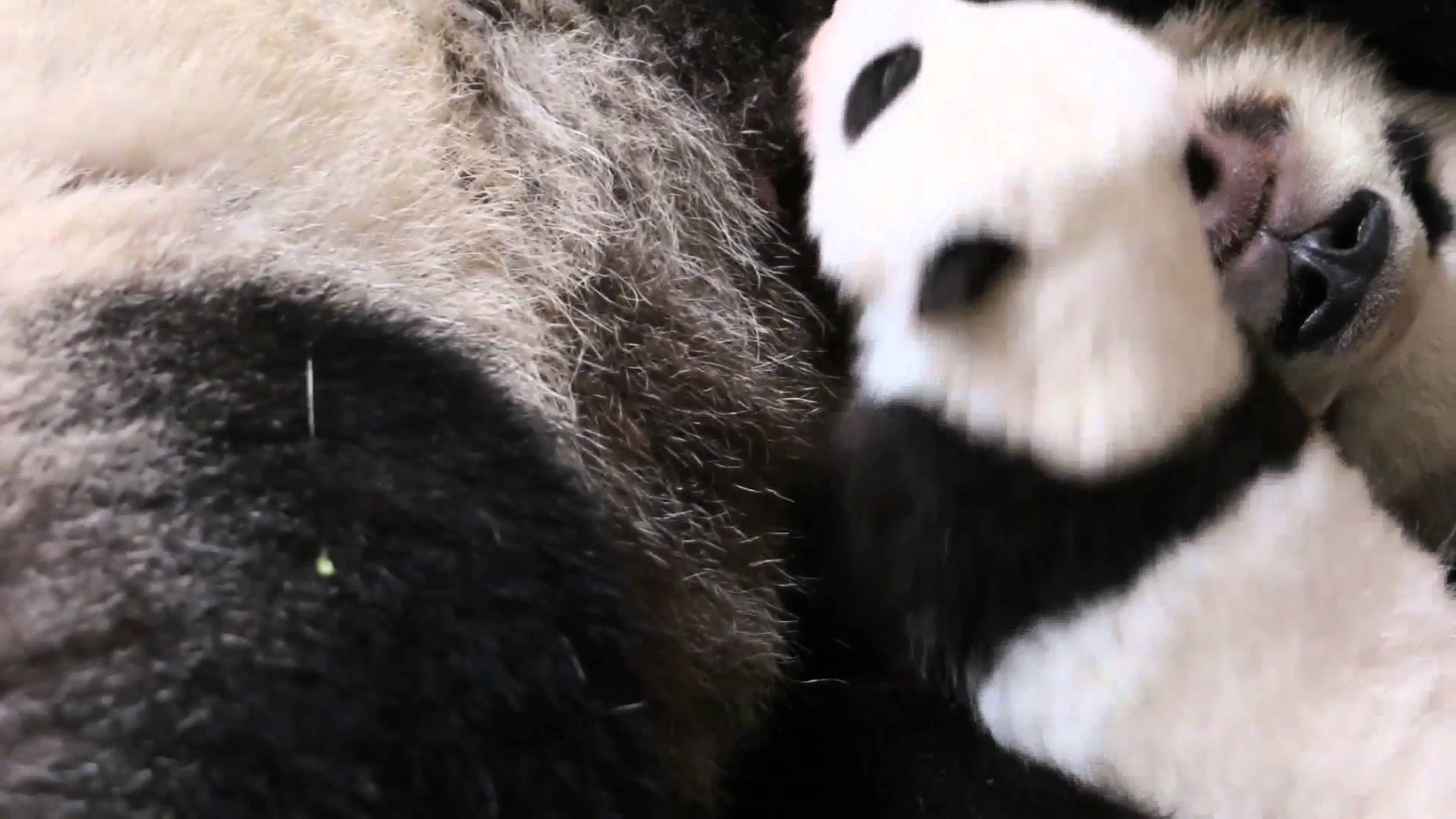 Toronto Zoo Giant Panda Cub at 10 Weeks Old - YouTube