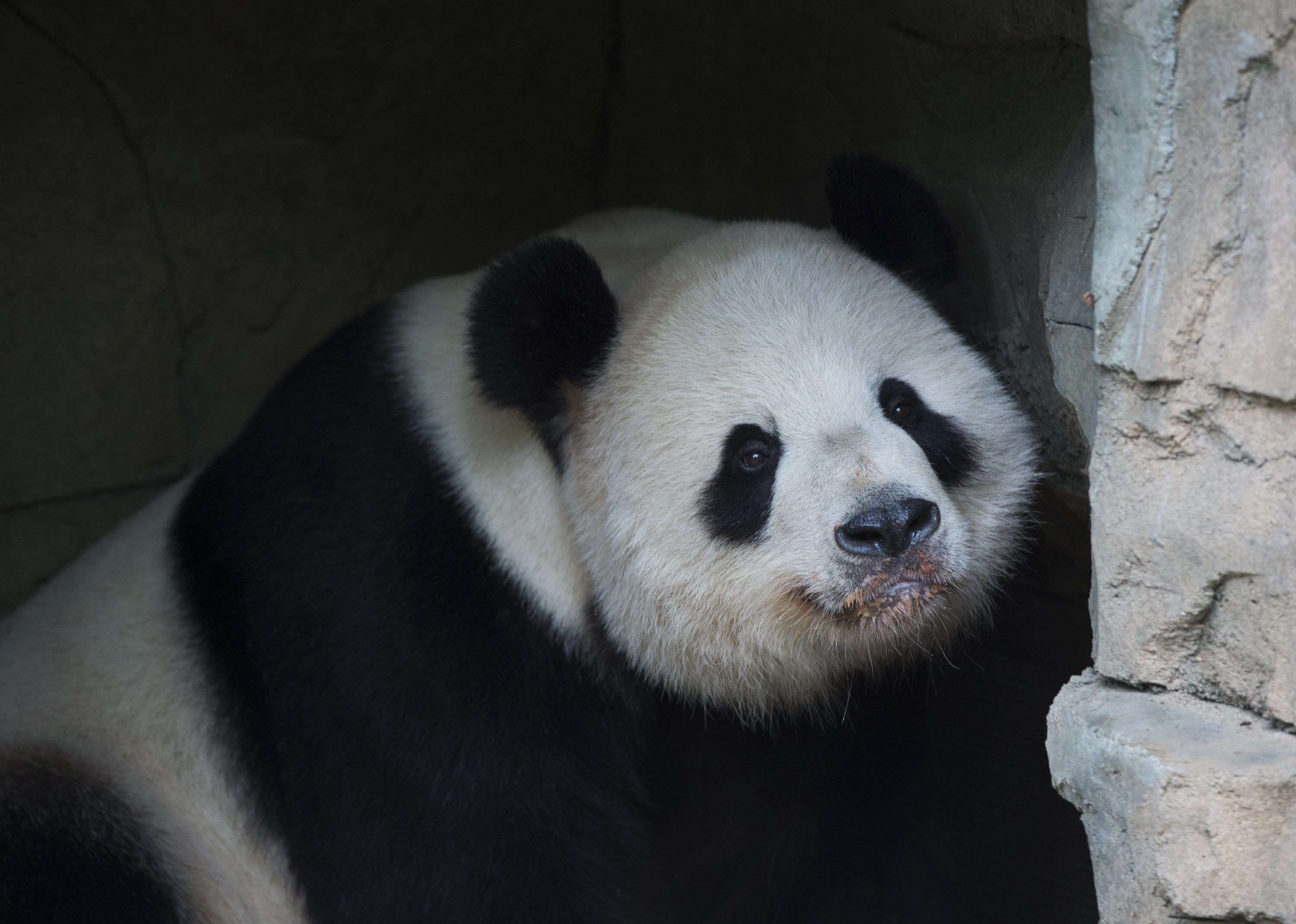 Jonas: Giant Panda Frolics in Blizzard Snow at Zoo | Time