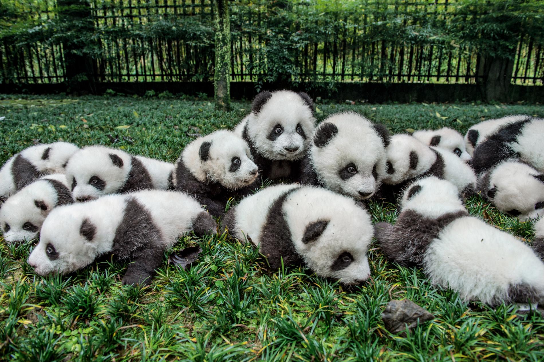 Who Discovered the Panda?