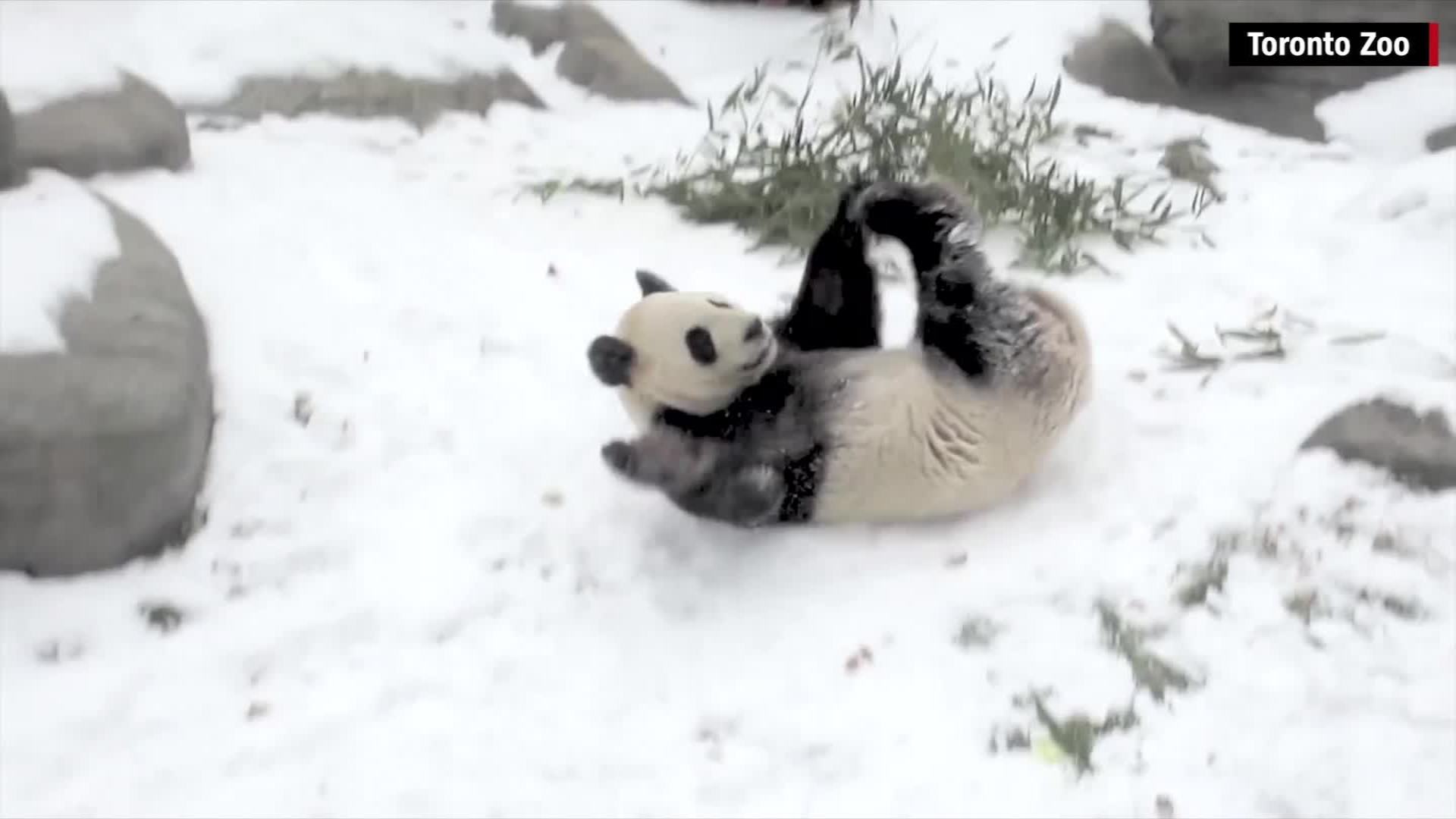 Giant panda takes a tumble in the snow - CNN Video