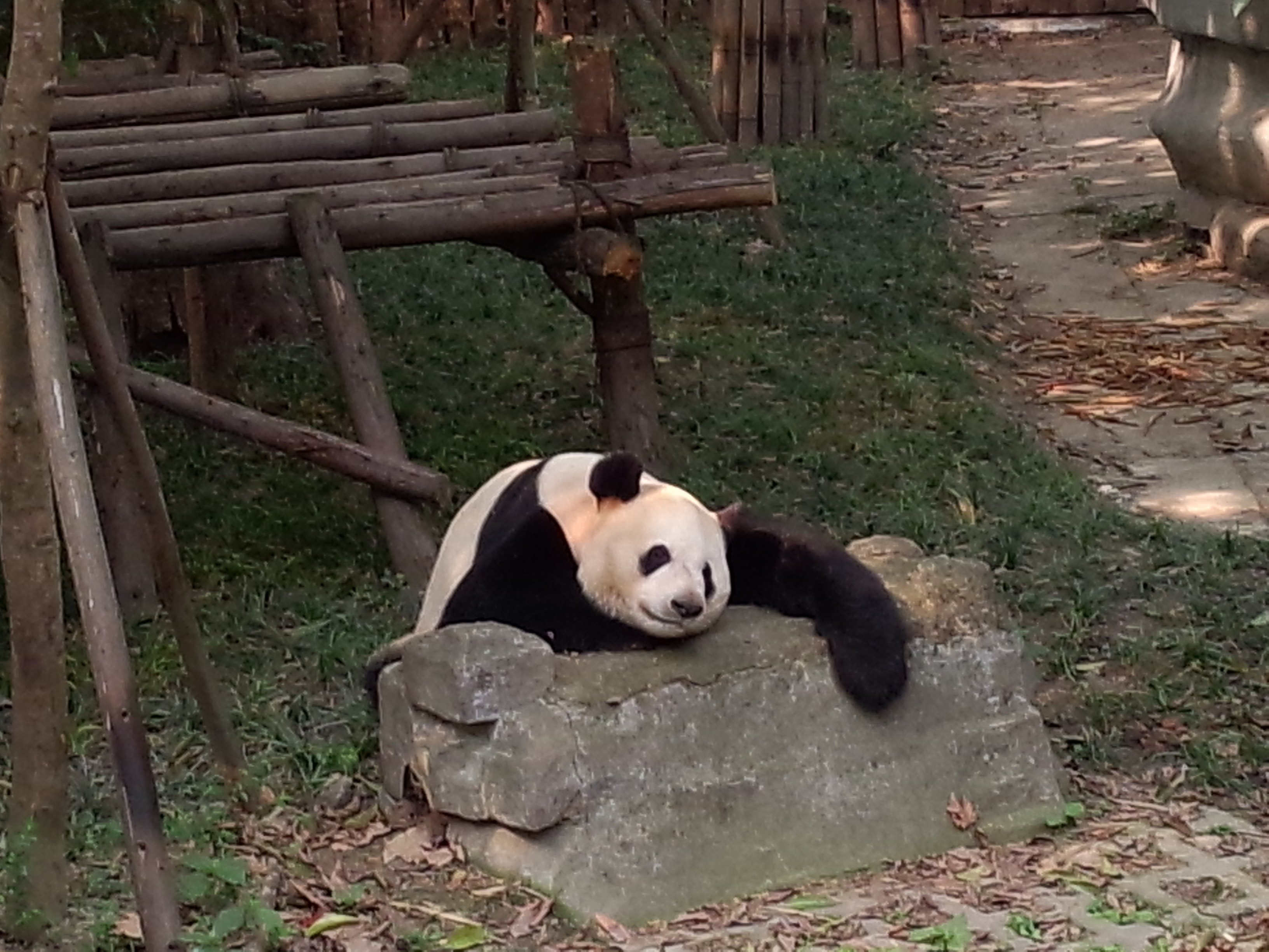 The giant panda – symbol of Chengdu | Internships in China