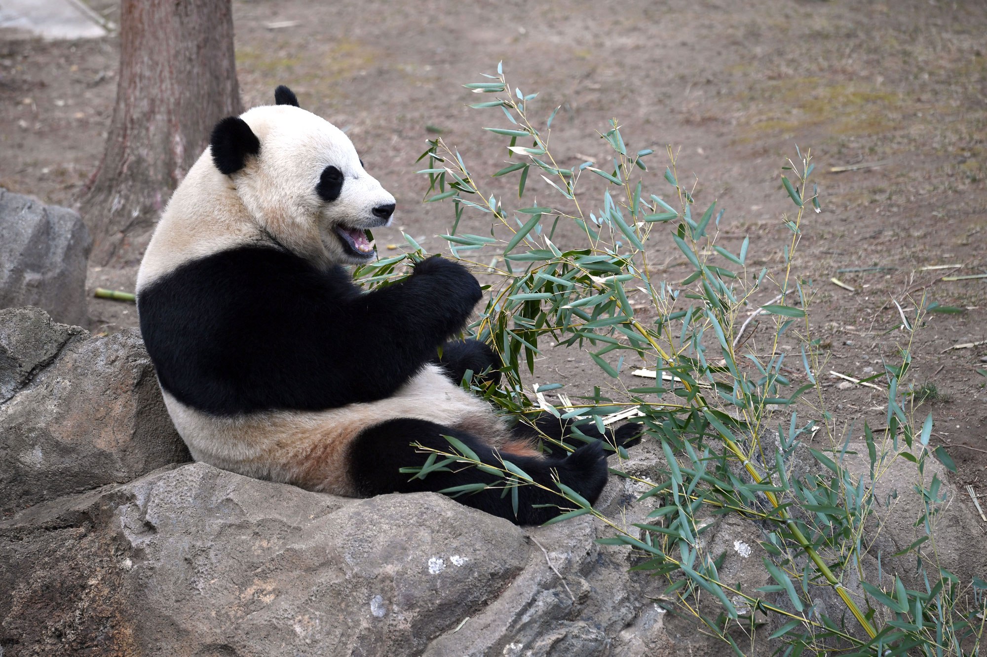 National Zoo giving its giant panda an epic sendoff