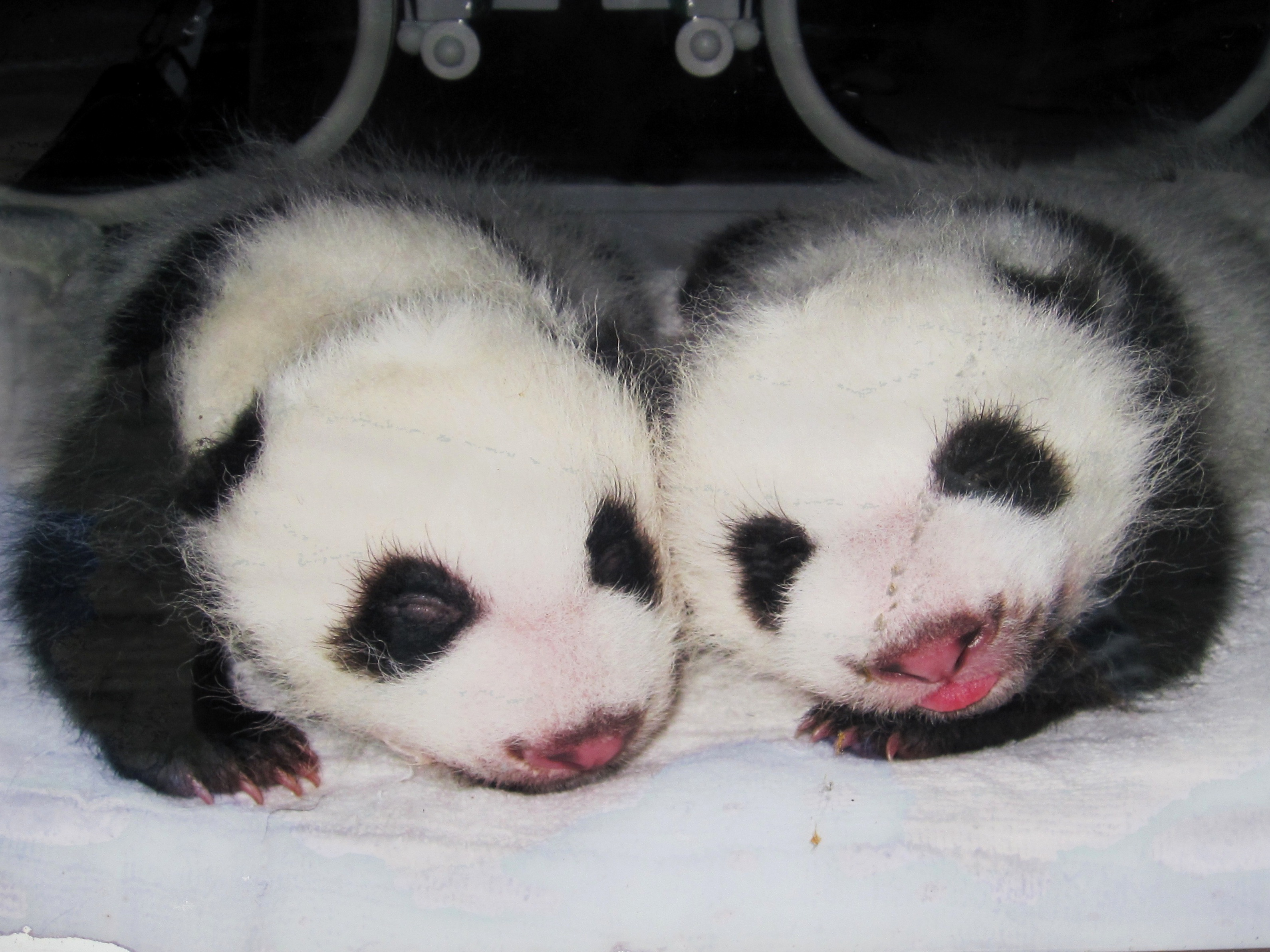 Giant Pandas | Chengdu Research Center