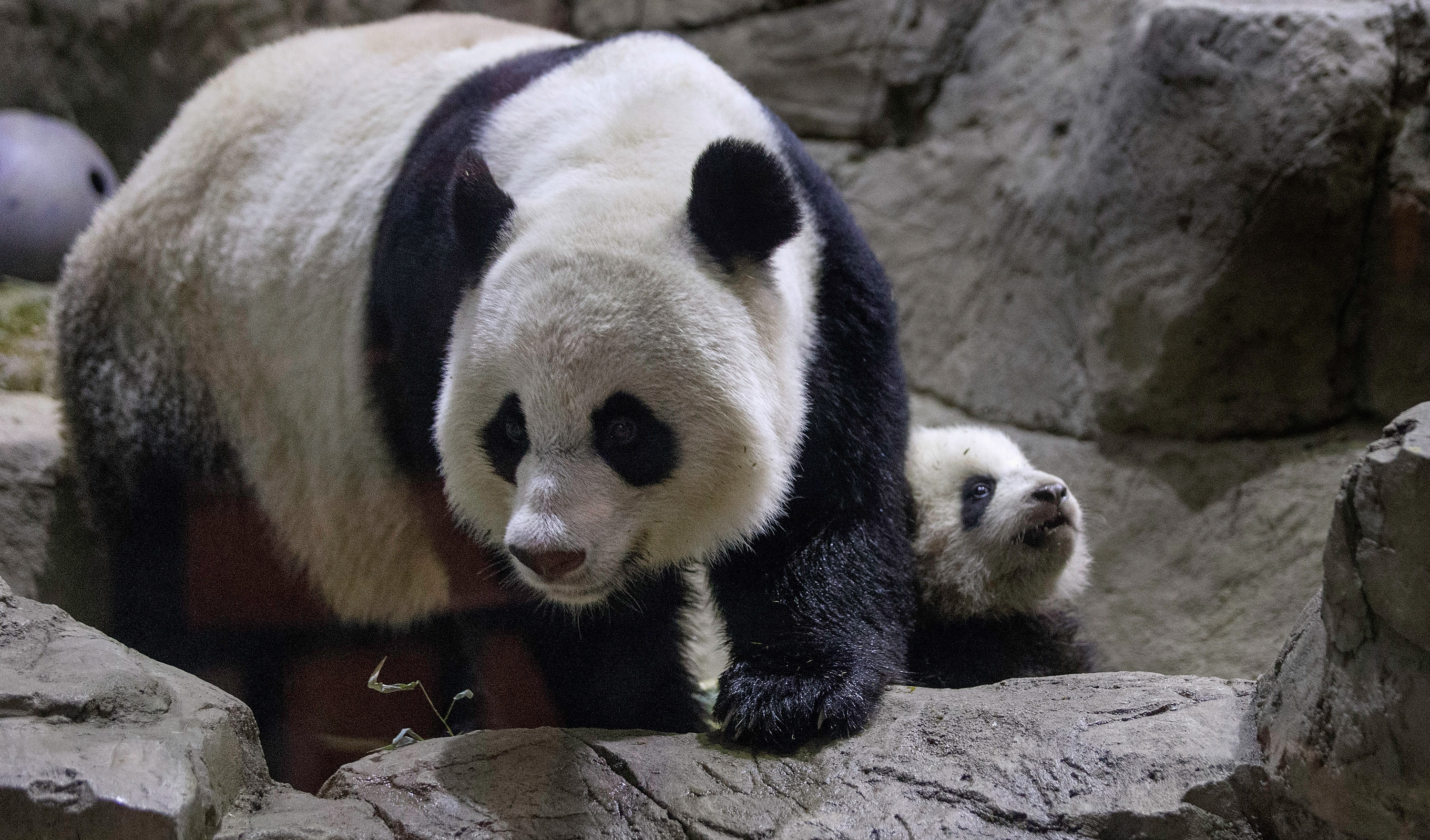 Giant Panda At National Zoo Gives Birth To Two Live Cubs | NCPR News
