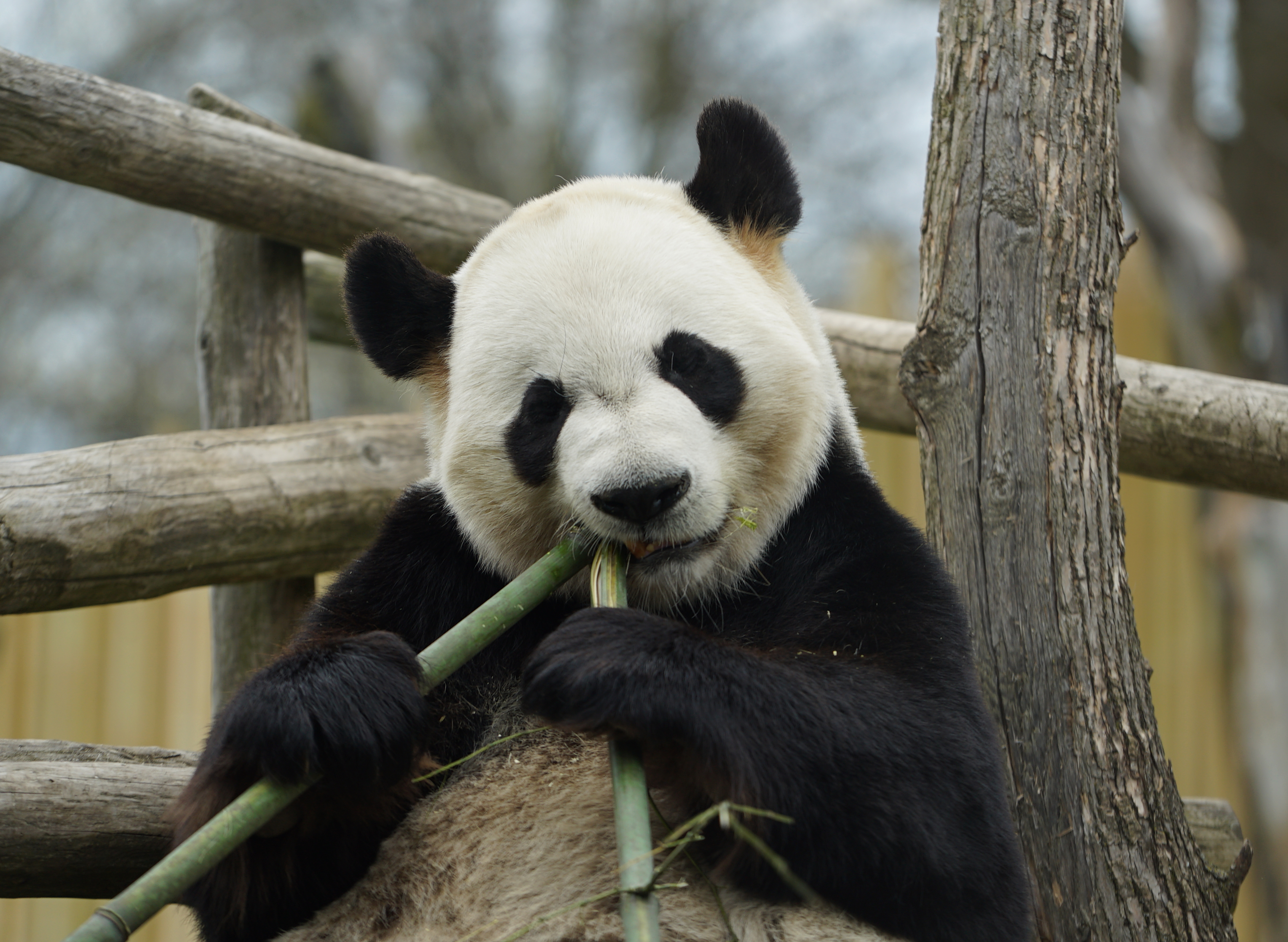 How can we help save giant pandas? | Calgary Zoo