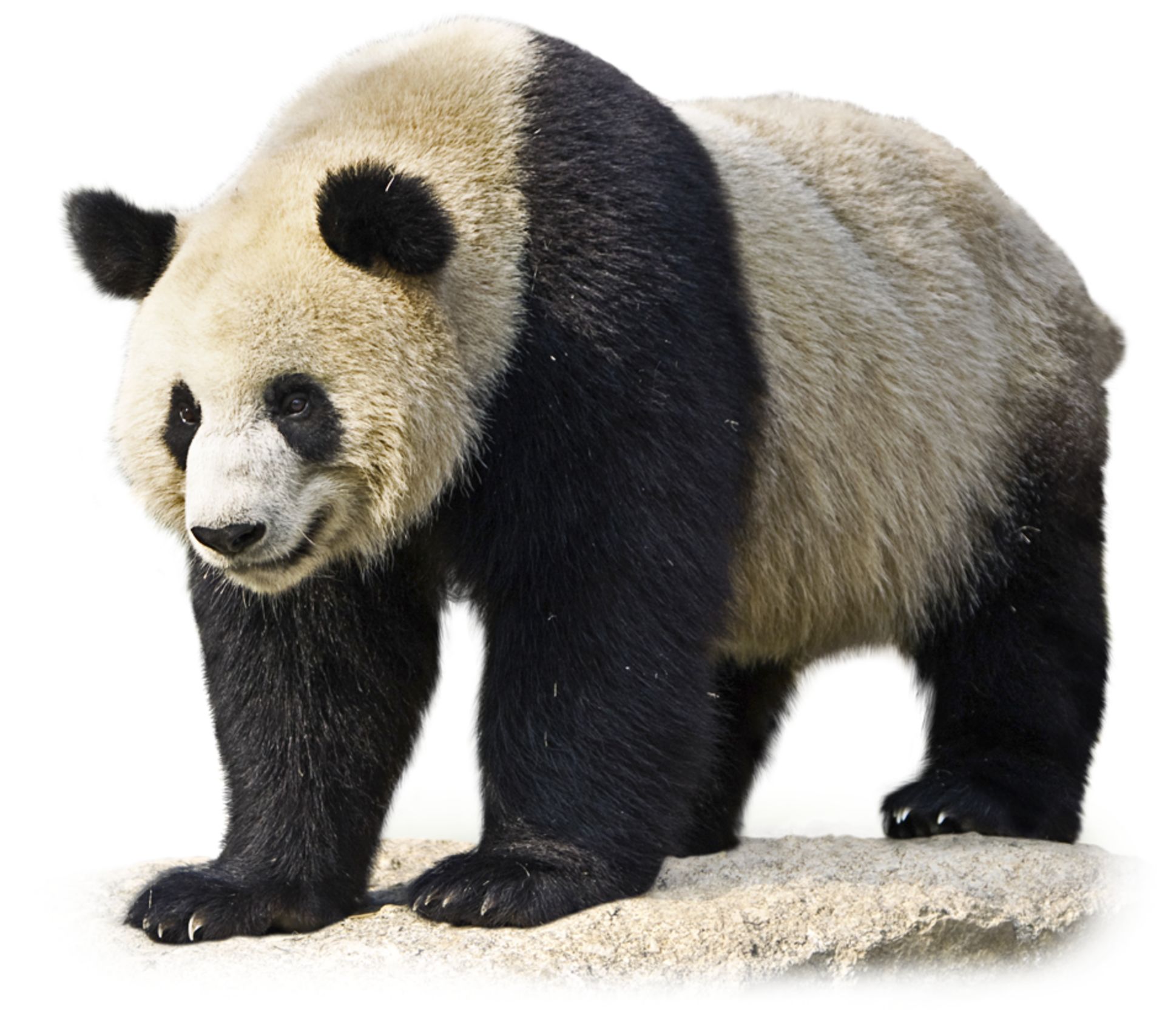 What Do Pandas Eat | Giant Panda Facts | DK Find Out