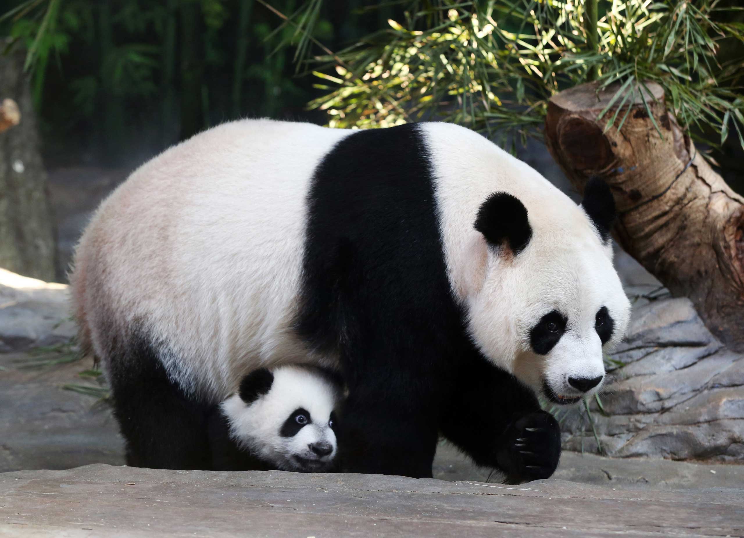 China's Wild Great Panda Population Grows | Time